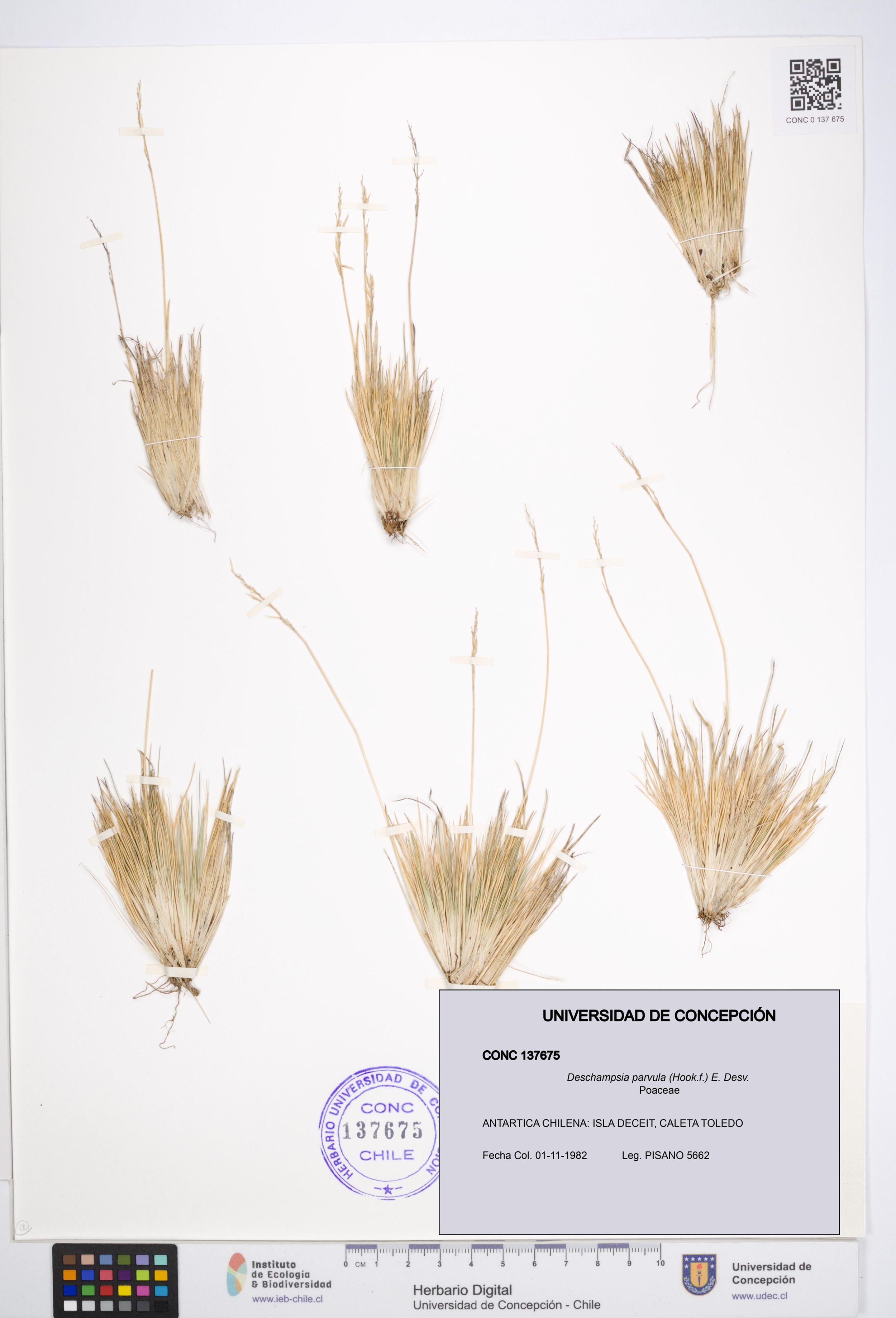 Deschampsia parvula [Espécimen: ]