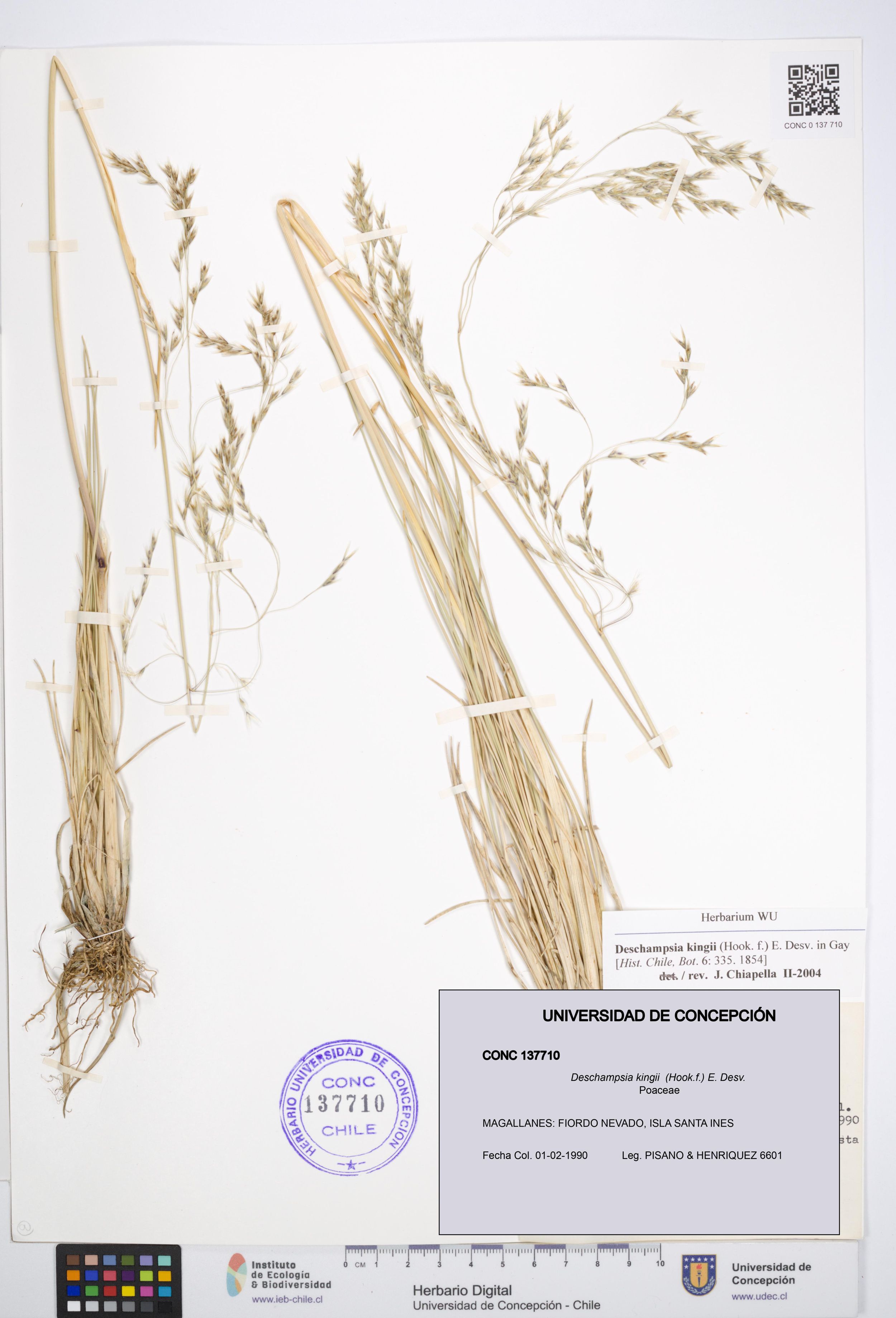 Deschampsia kingii [Espécimen: ]