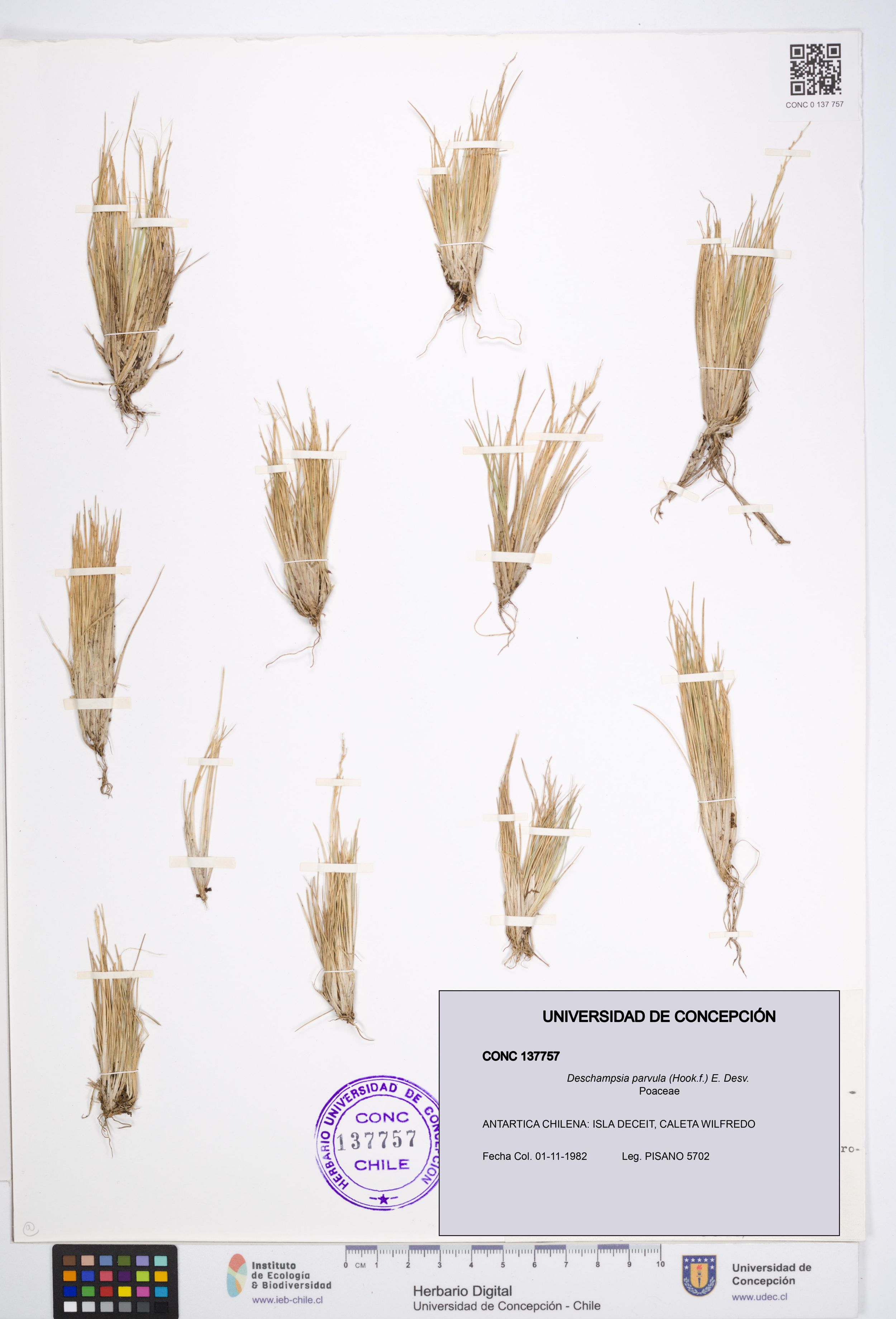 Deschampsia parvula [Espécimen: ]