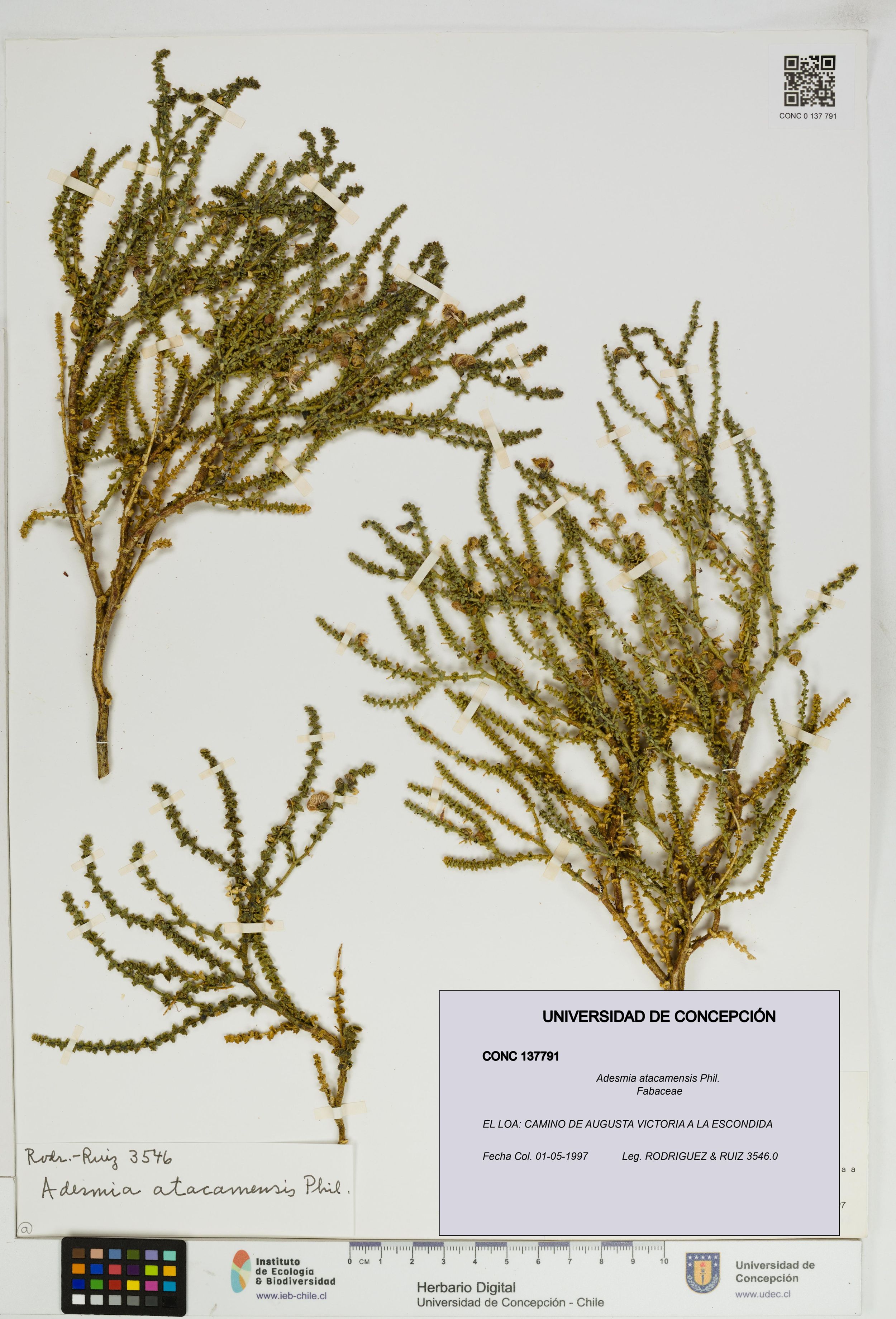Adesmia atacamensis [Espécimen: ]