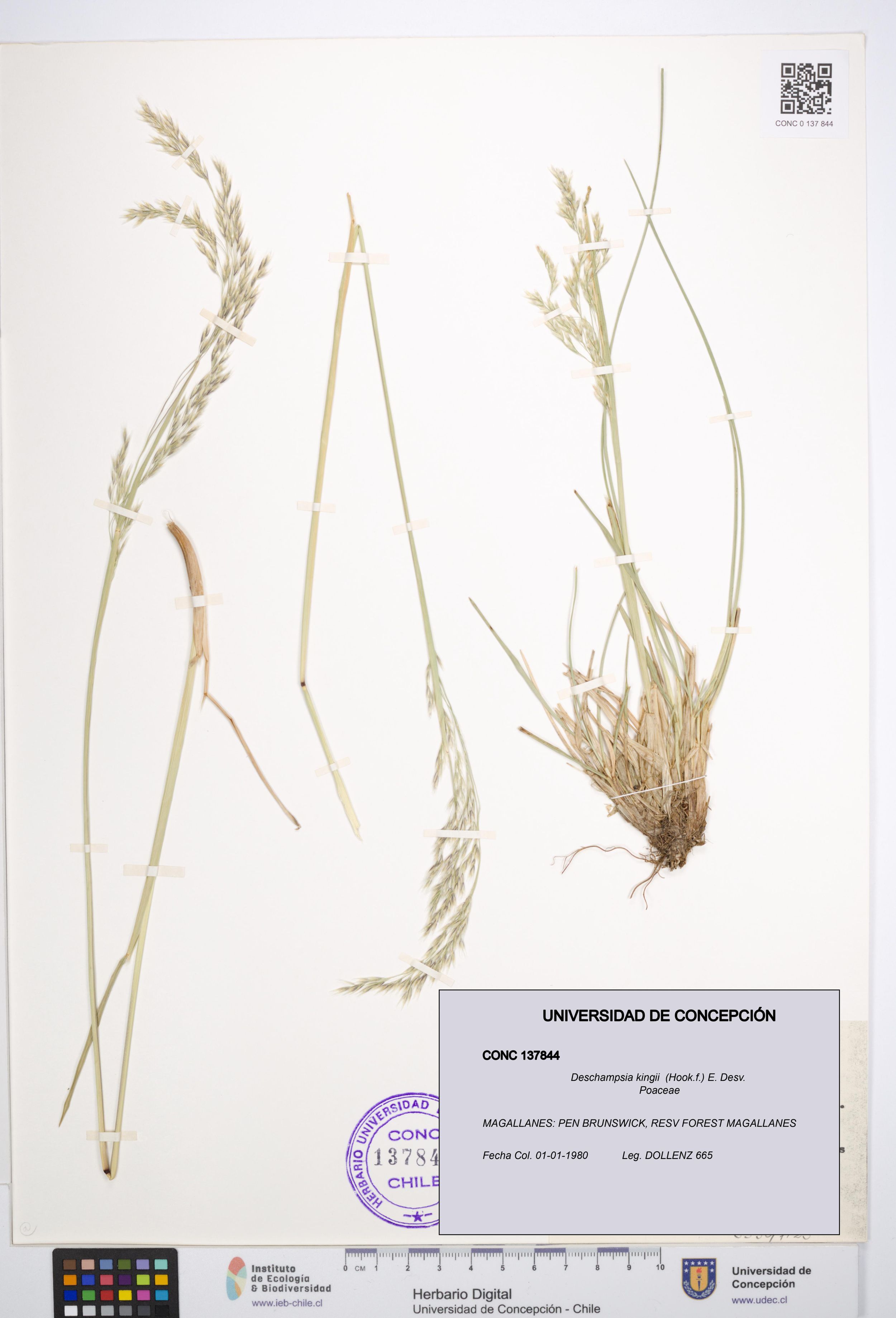 Deschampsia kingii [Espécimen: ]