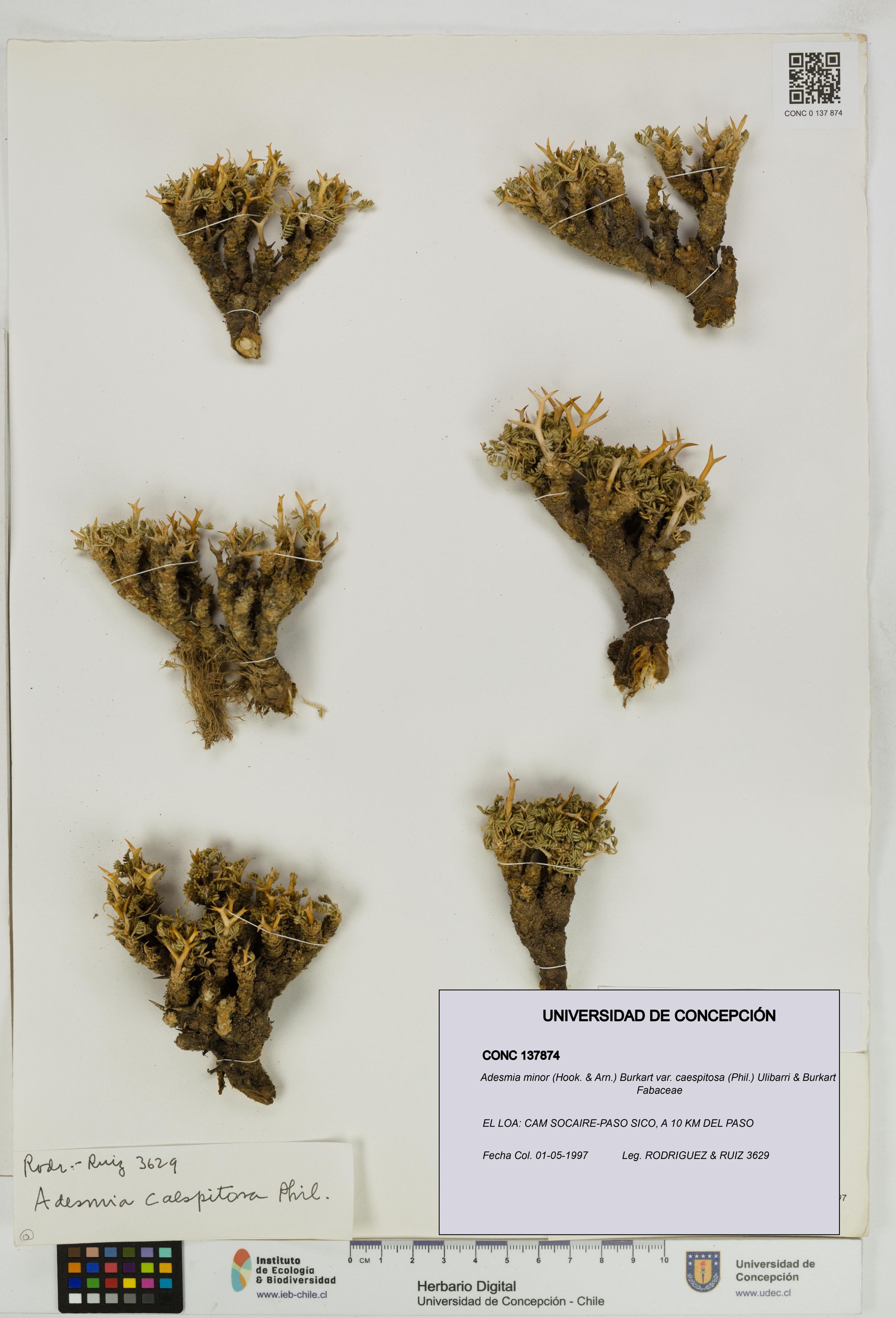 Adesmia minor var. caespitosa [Espécimen: ]