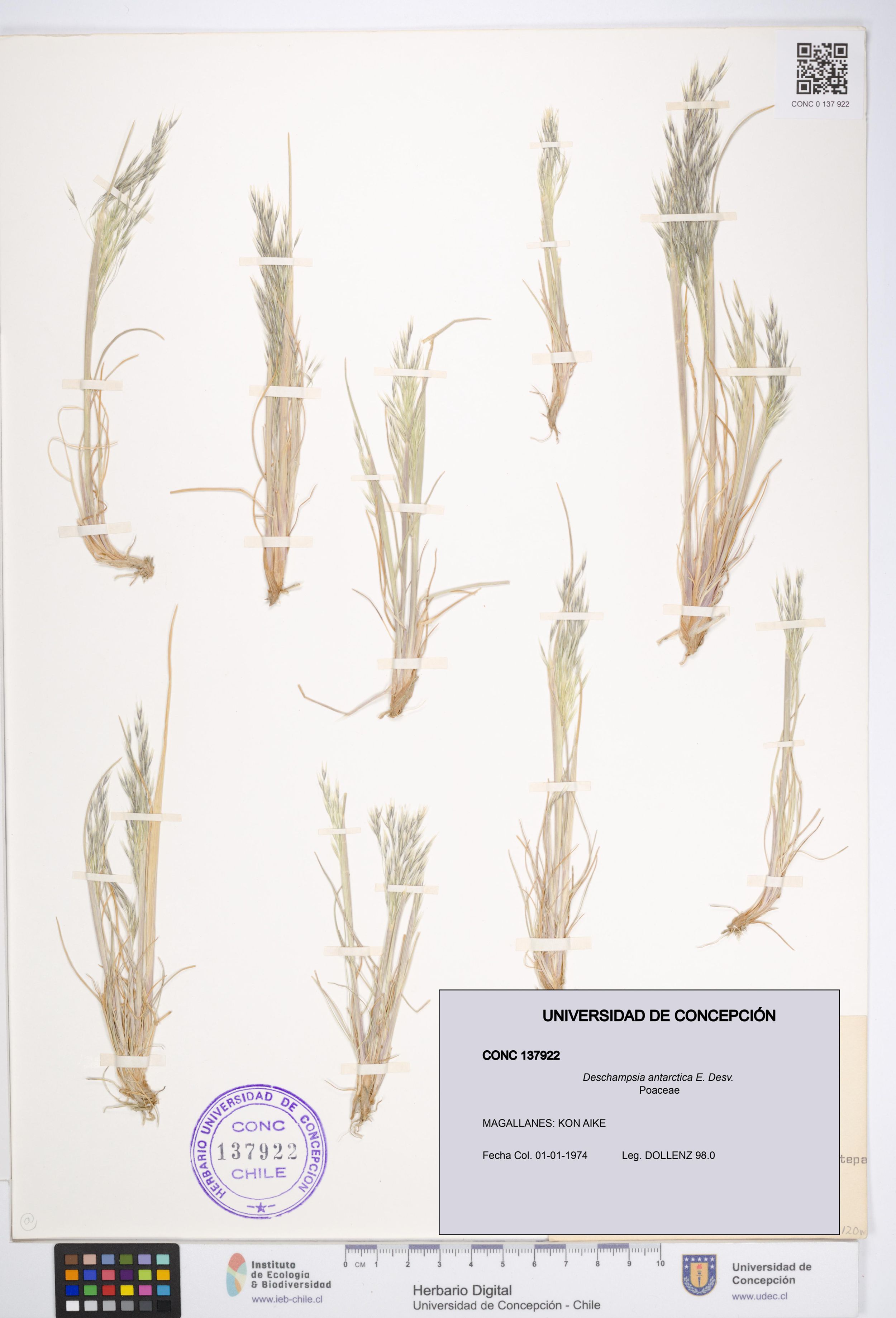 Deschampsia antarctica [Espécimen: ]