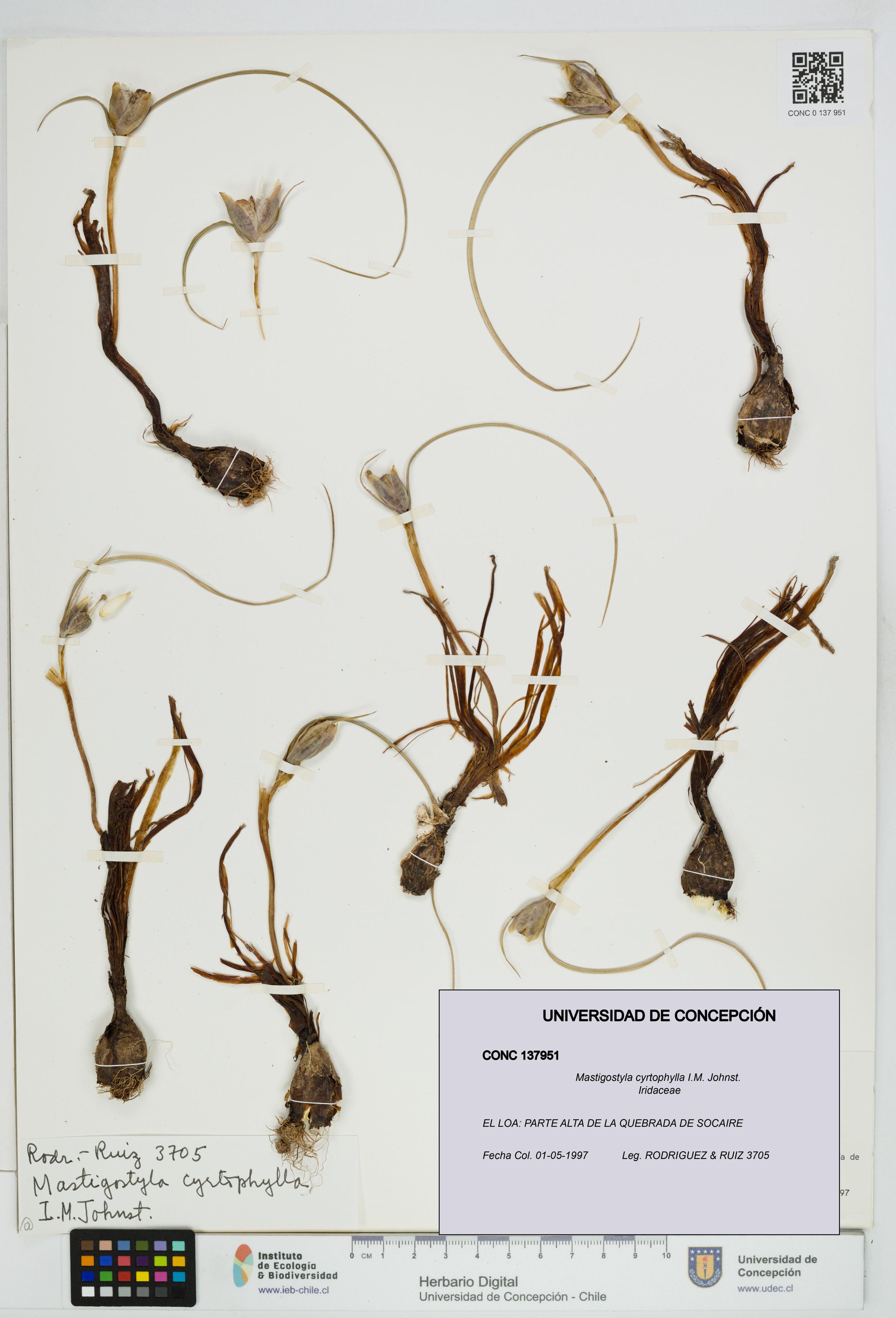 Mastigostyla cyrtophylla [Espécimen: ]