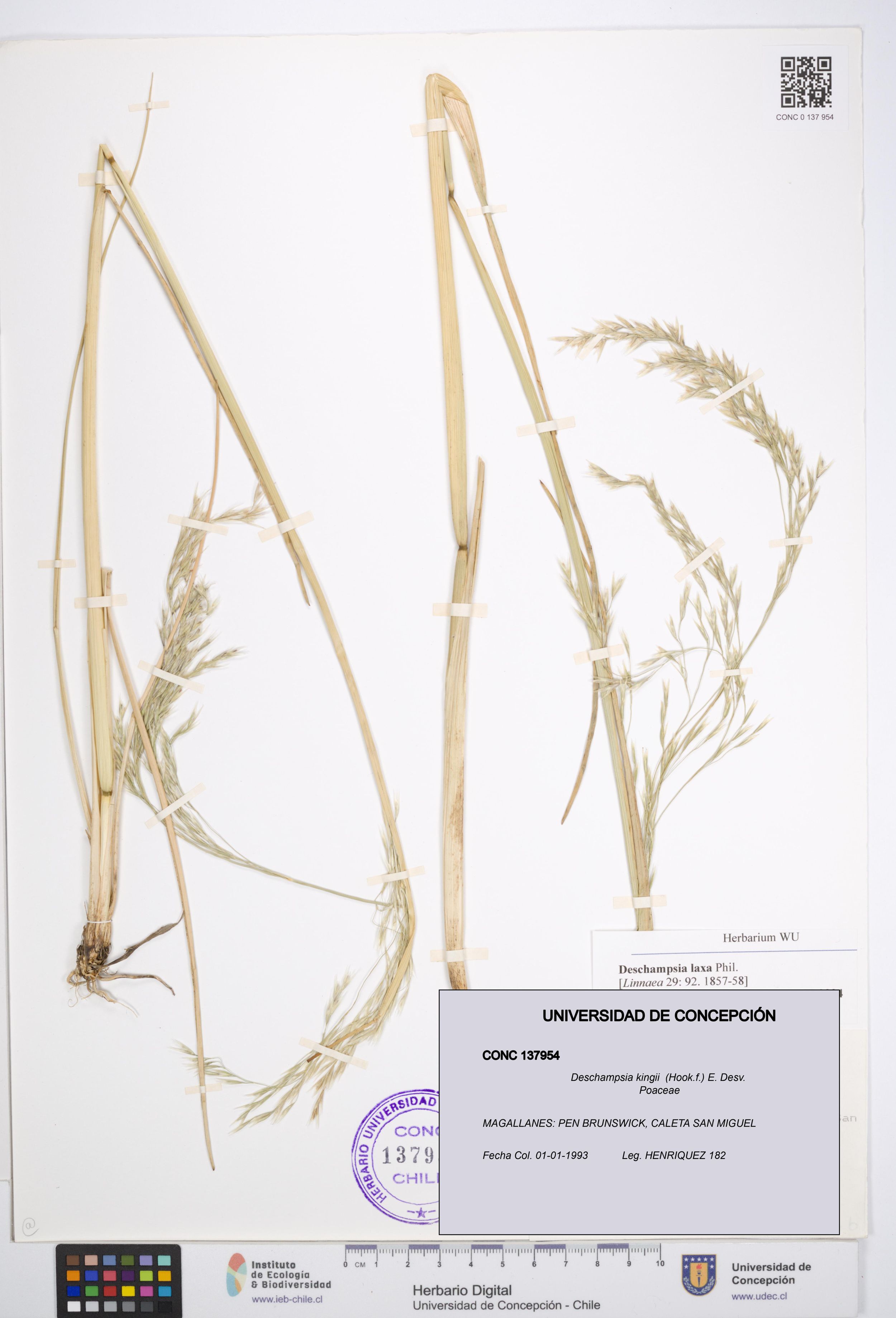 Deschampsia kingii [Espécimen: ]