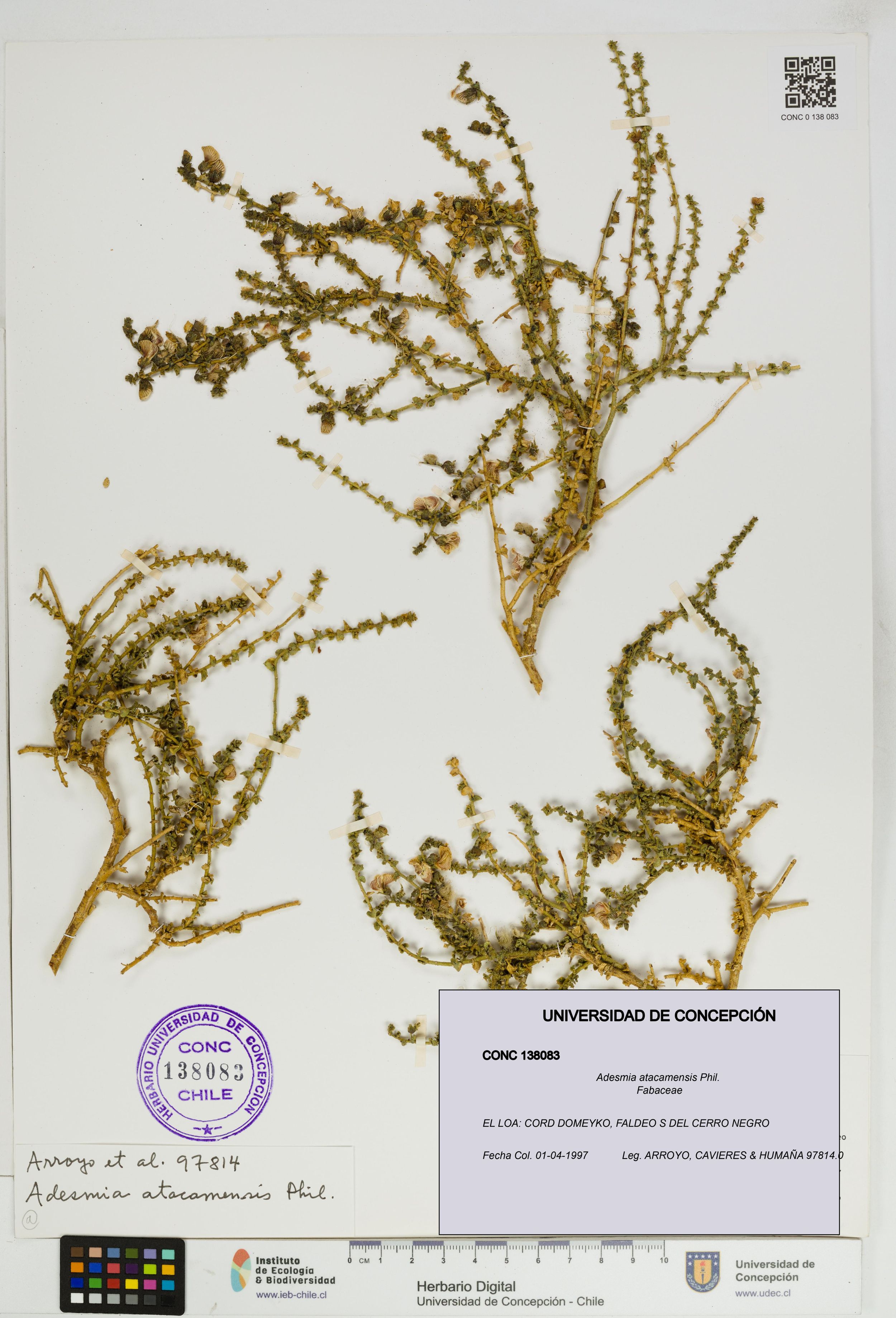 Adesmia atacamensis [Espécimen: ]