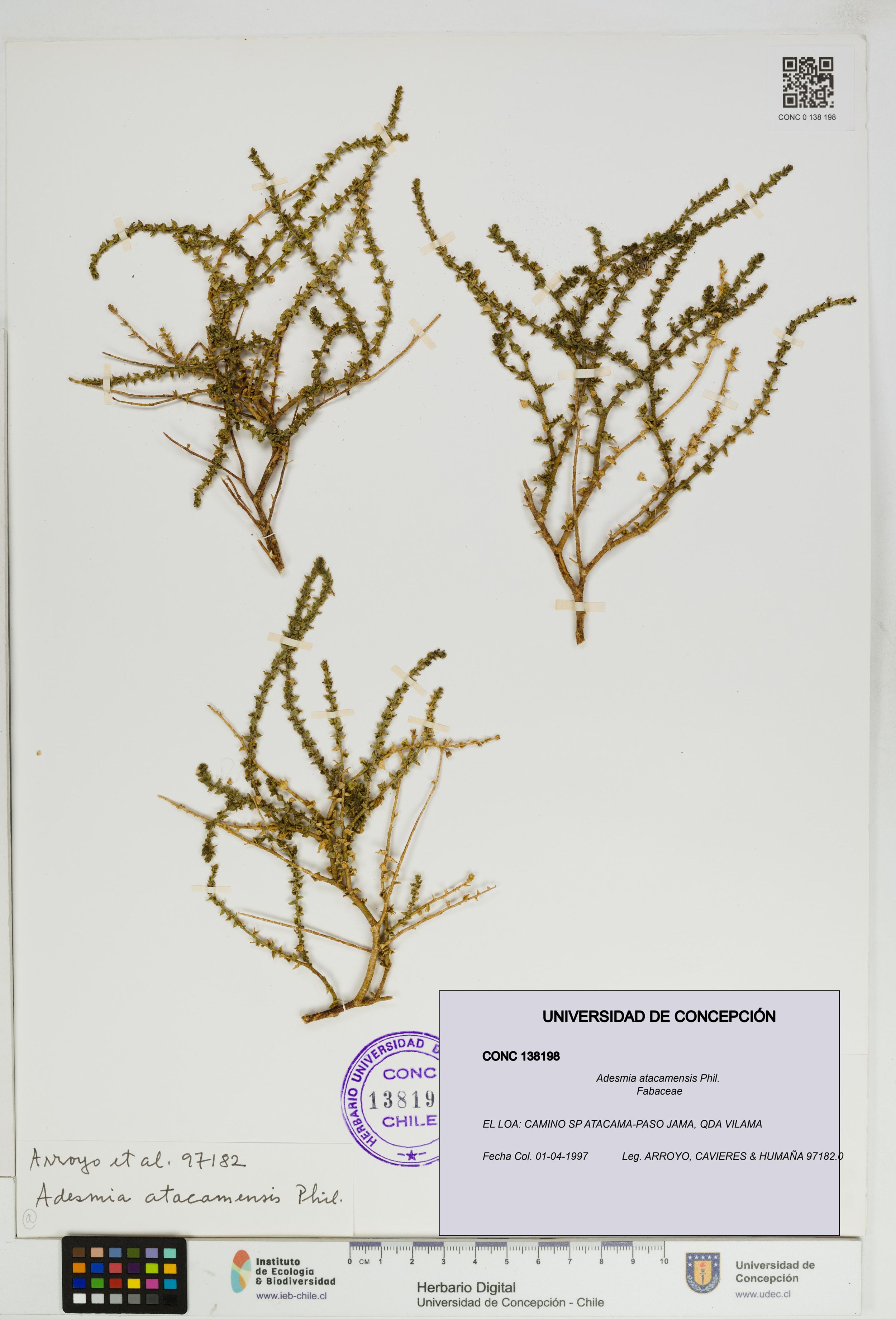 Adesmia atacamensis [Espécimen: ]