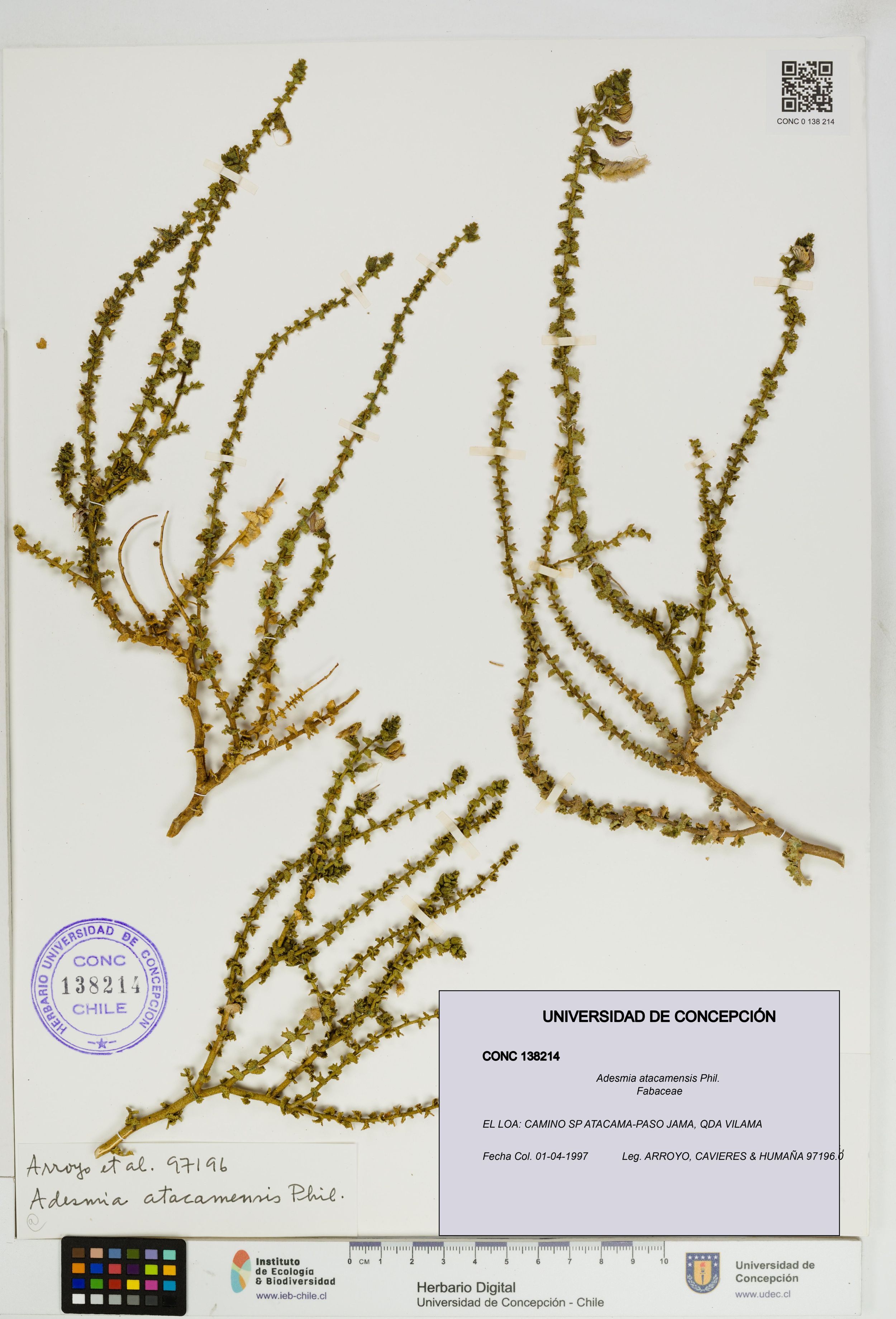 Adesmia atacamensis [Espécimen: ]