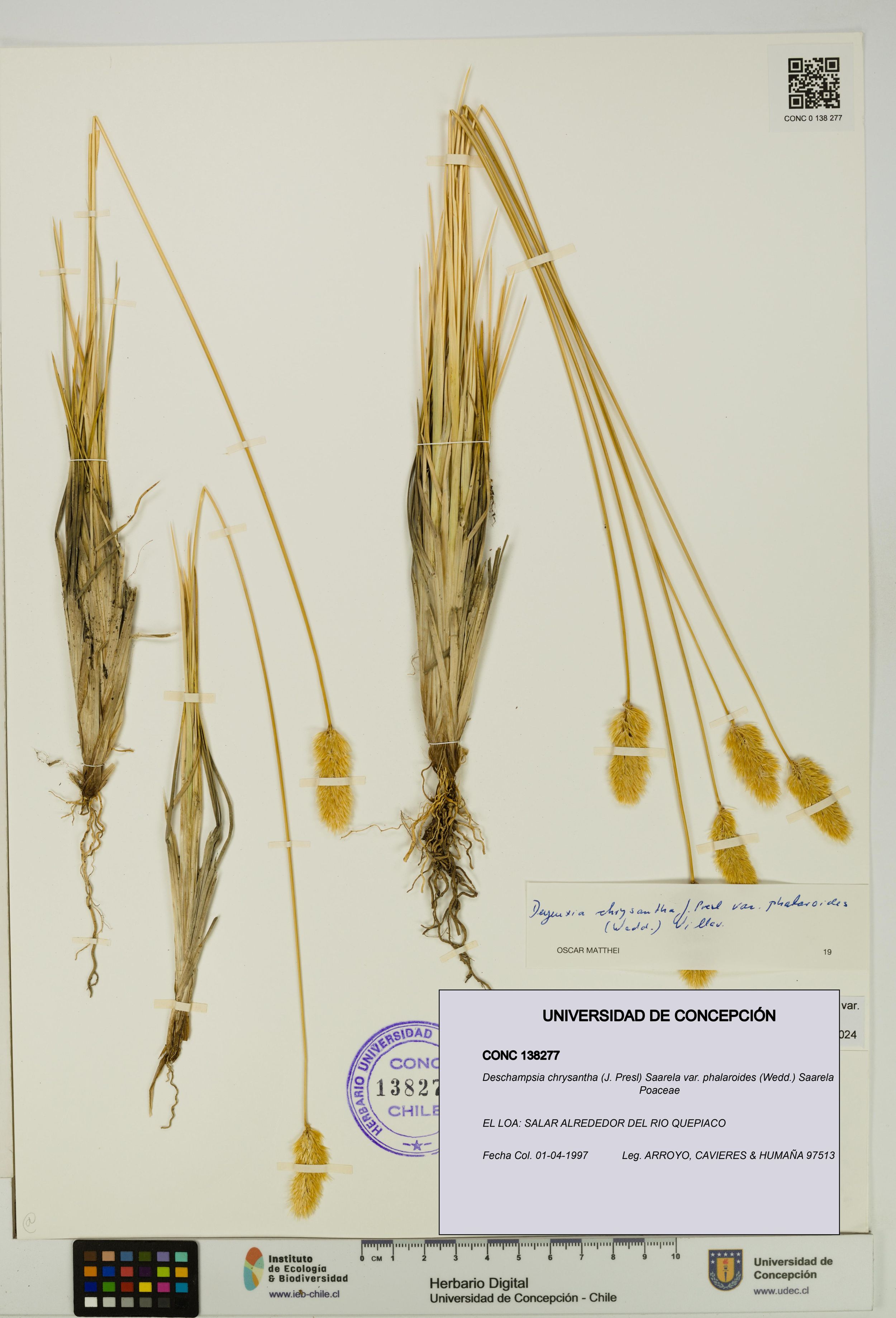 Deschampsia chrysantha var. phalaroides [Espécimen: ]