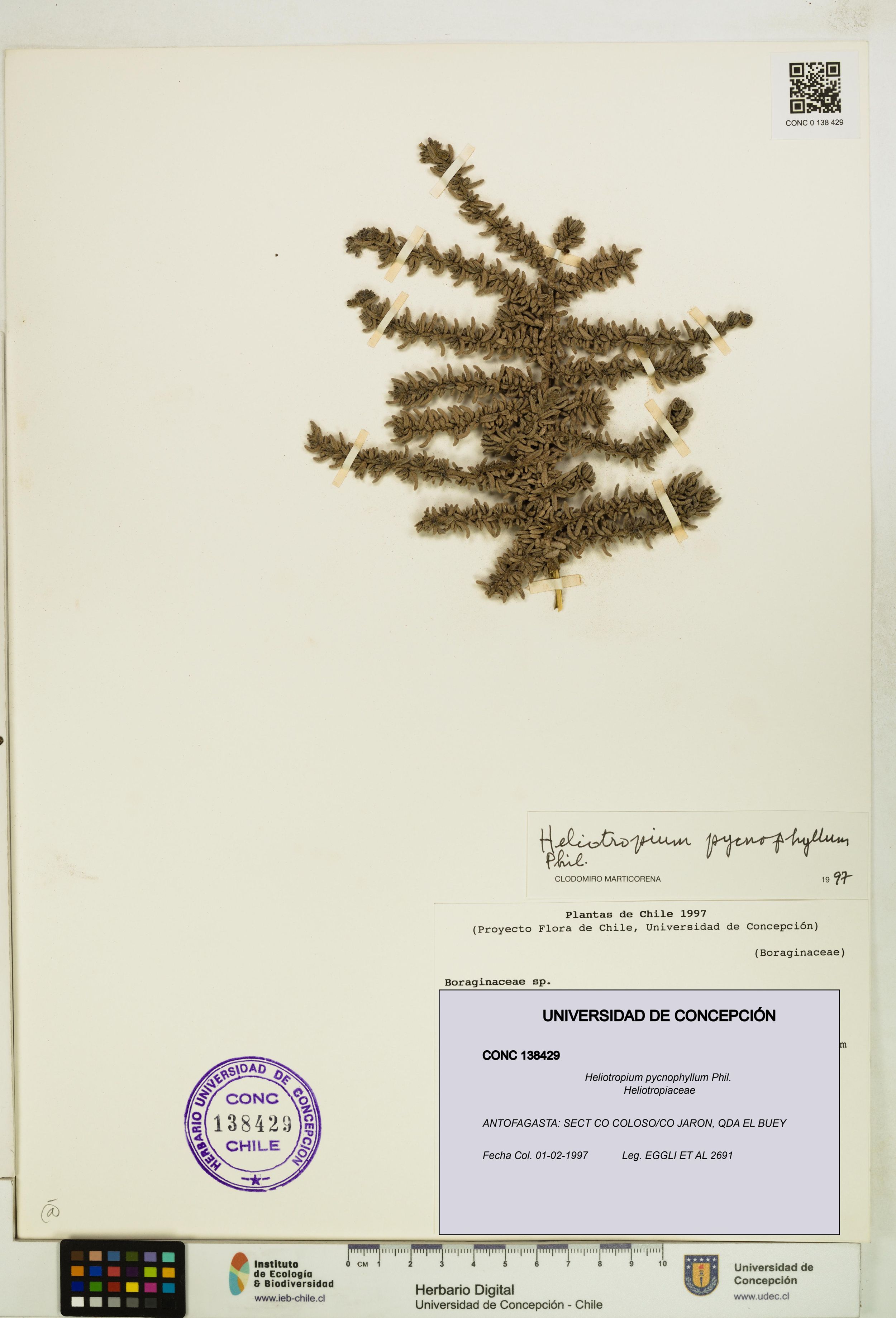 Heliotropium pycnophyllum [Espécimen: ]
