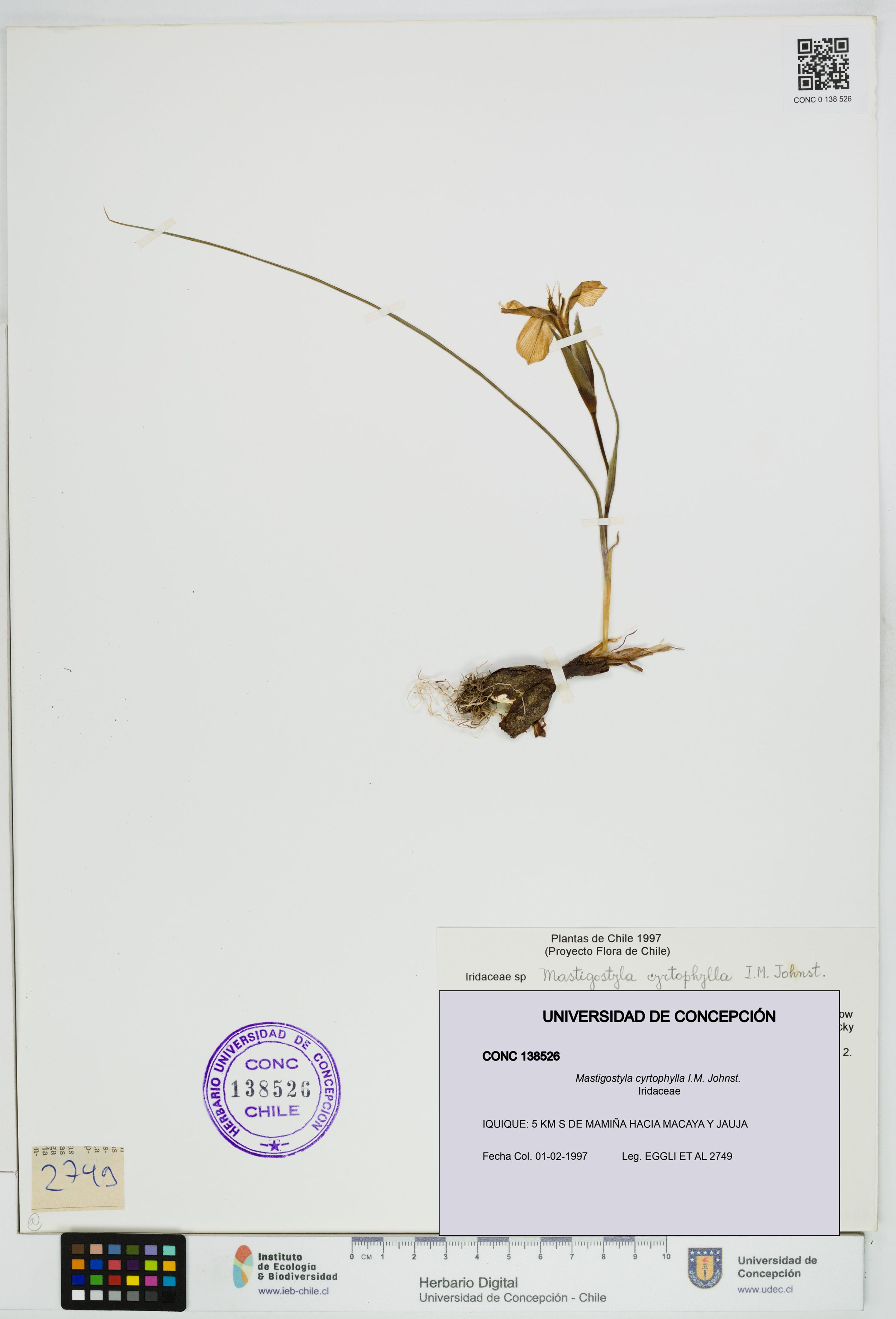 Mastigostyla cyrtophylla [Espécimen: ]