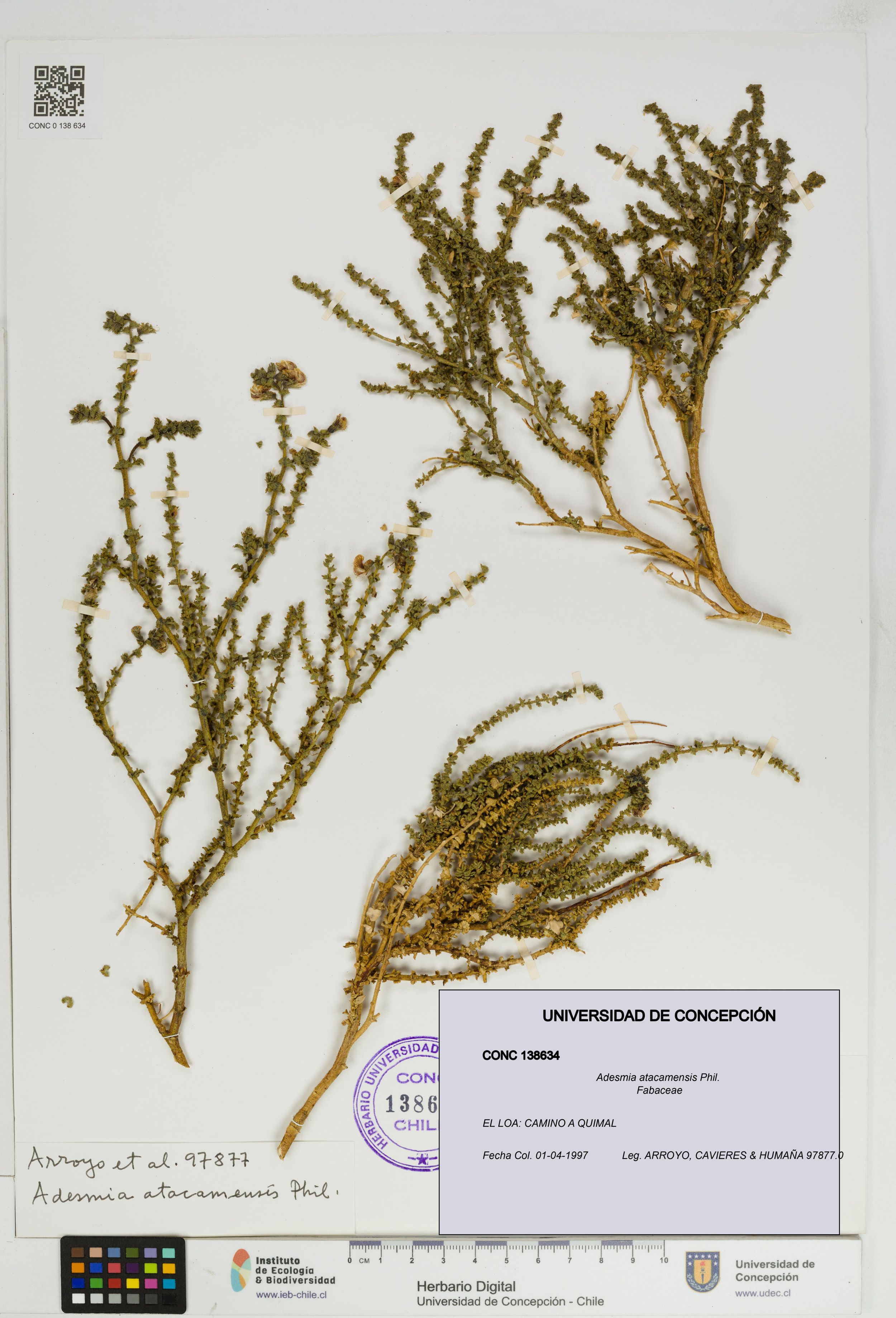 Adesmia atacamensis [Espécimen: ]