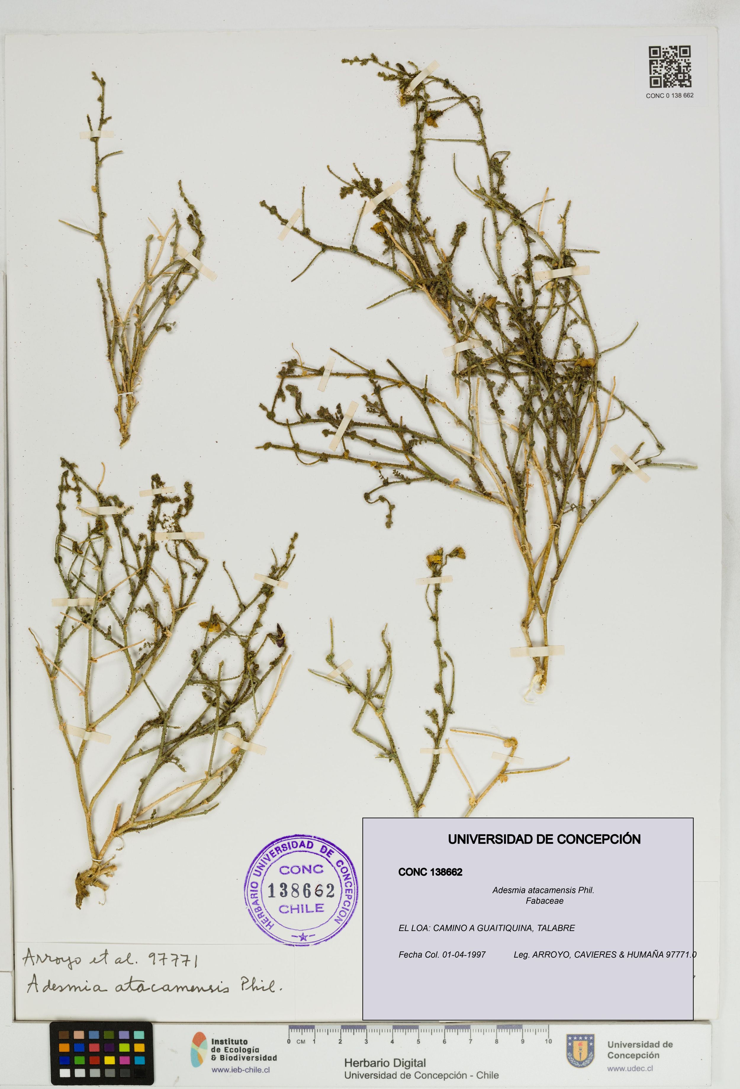 Adesmia atacamensis [Espécimen: ]