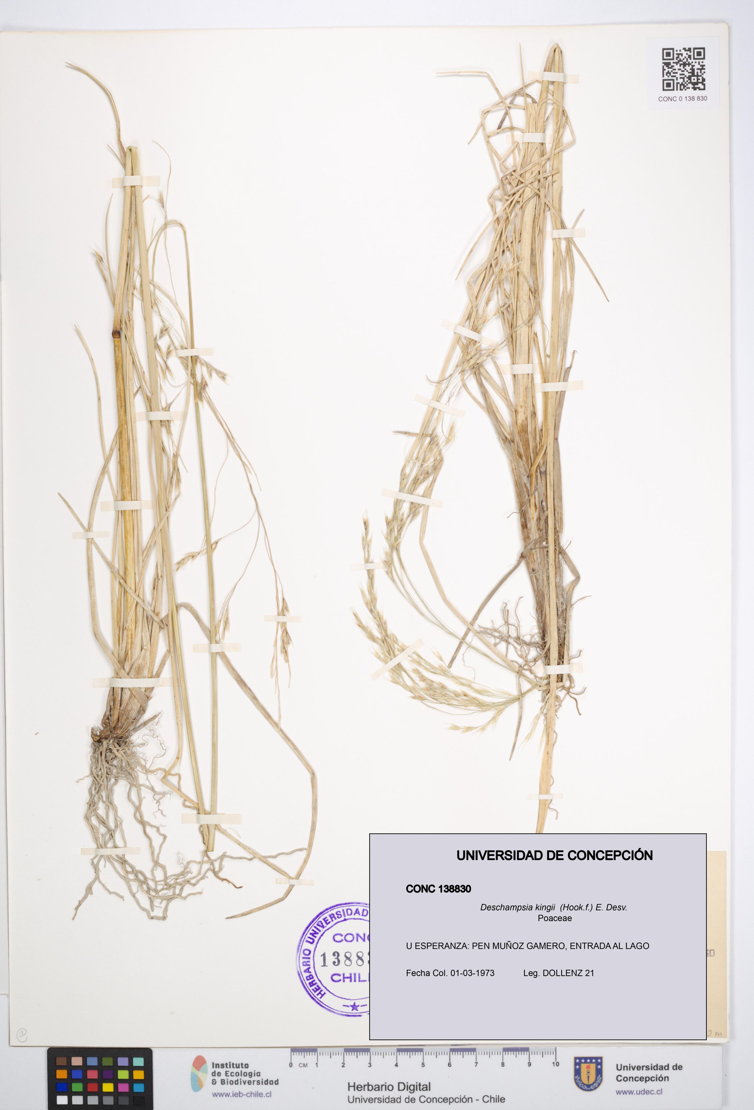 Deschampsia kingii [Espécimen: ]