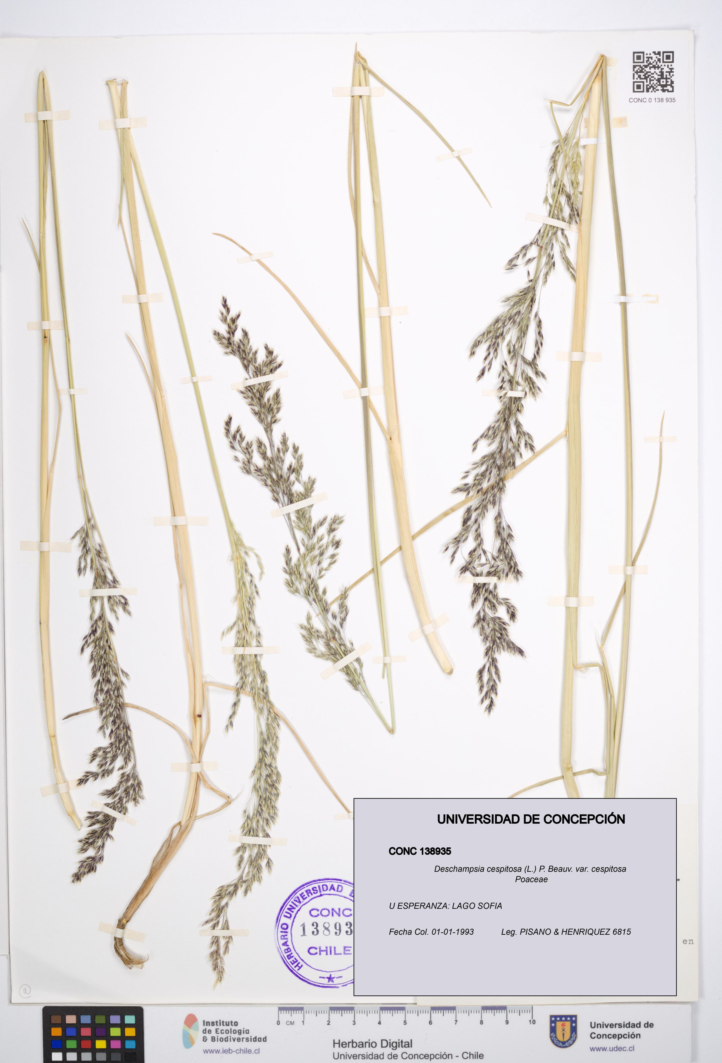 Deschampsia cespitosa var. cespitosa [Espécimen: ]
