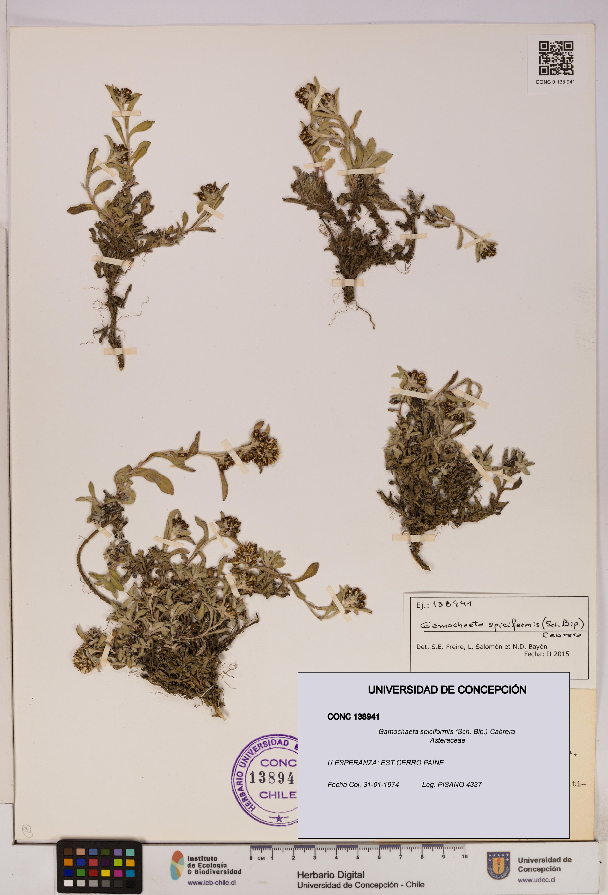 Gamochaeta spiciformis [Espécimen: ]