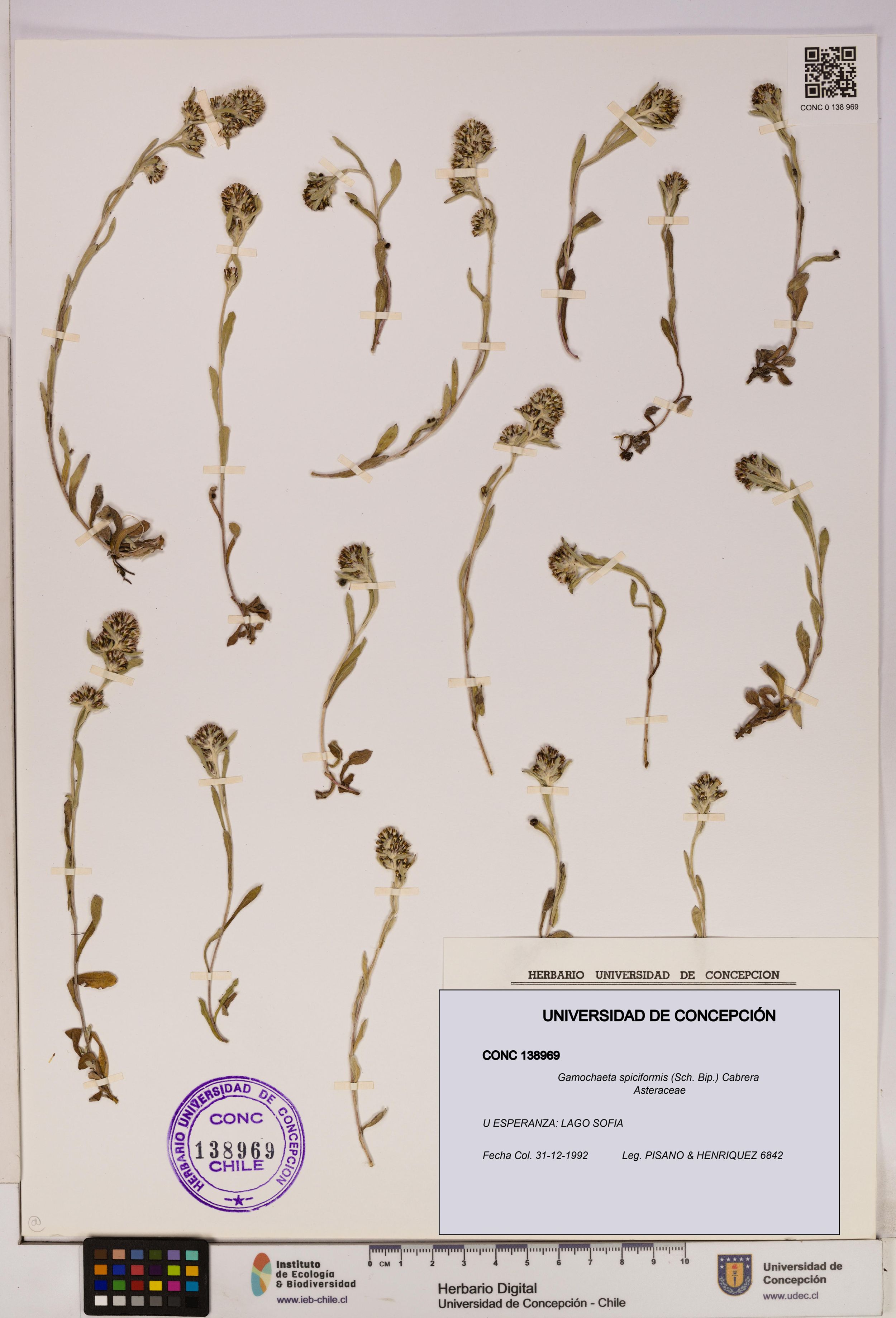 Gamochaeta spiciformis [Espécimen: ]