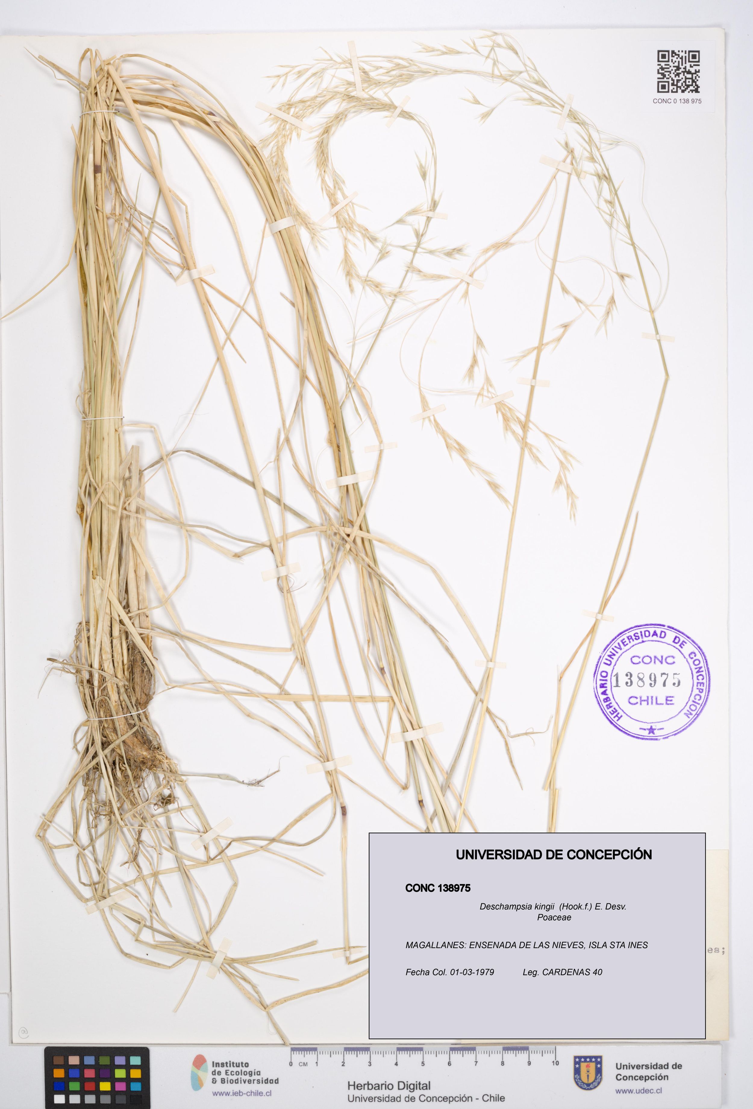 Deschampsia kingii [Espécimen: ]