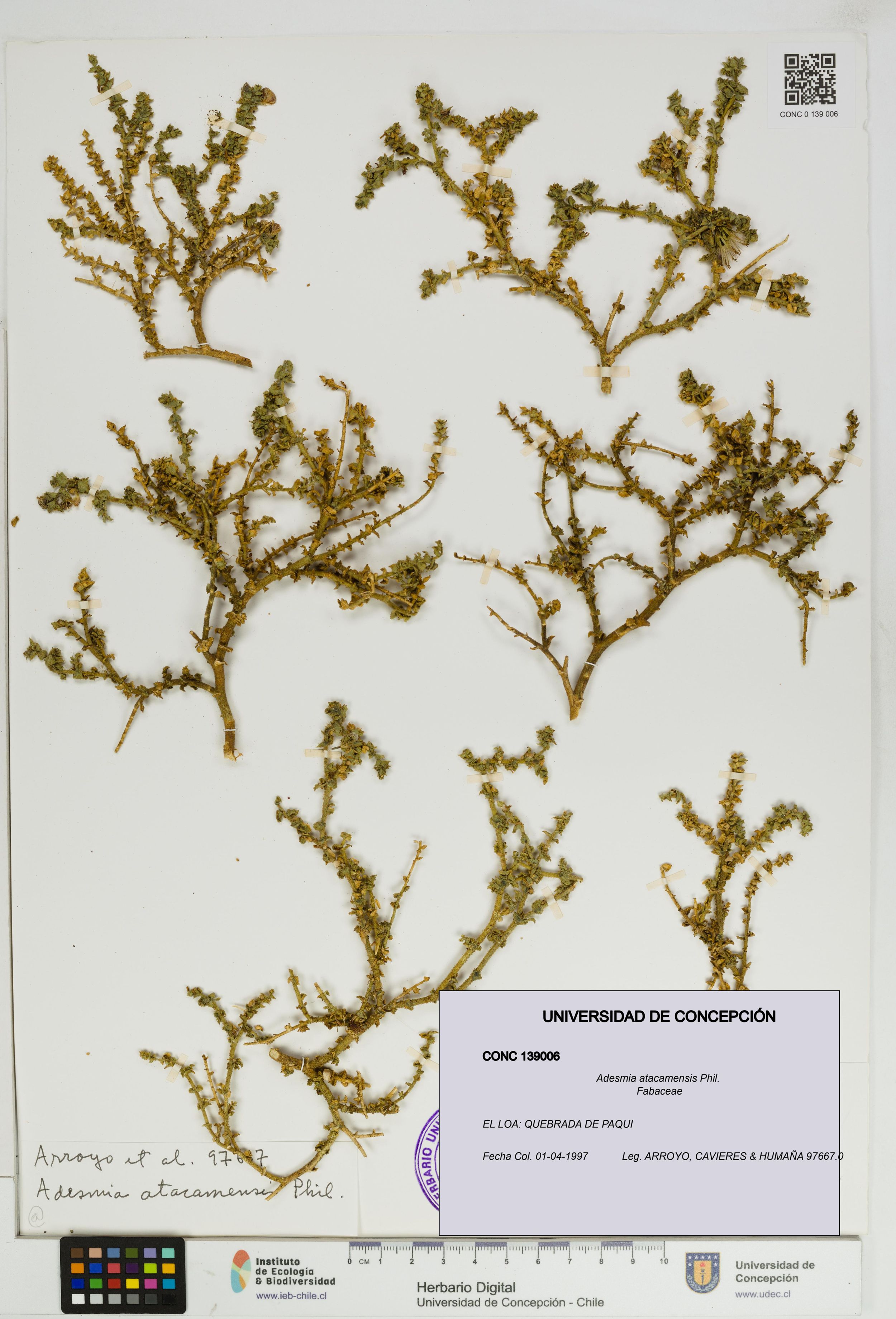 Adesmia atacamensis [Espécimen: ]