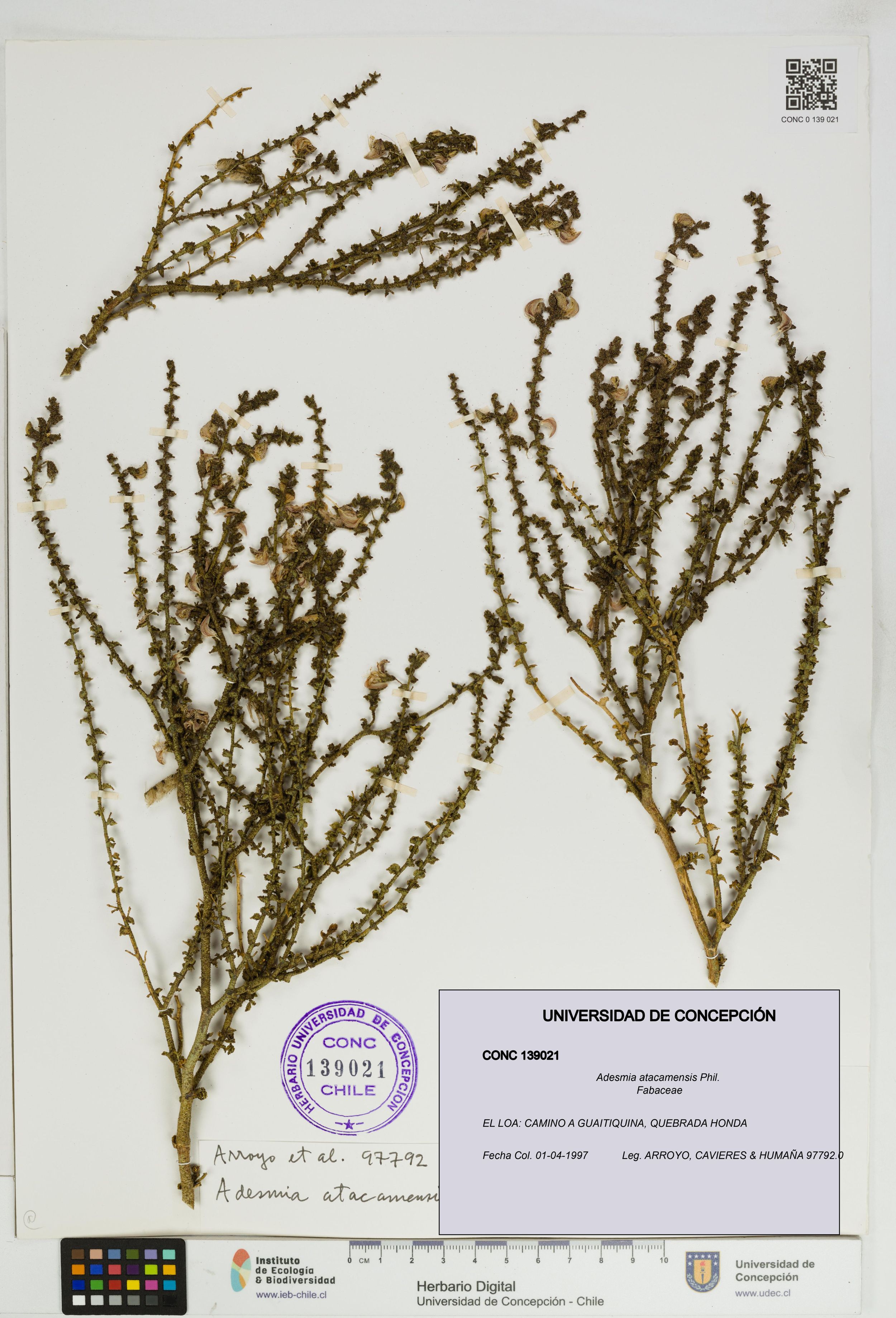 Adesmia atacamensis [Espécimen: ]