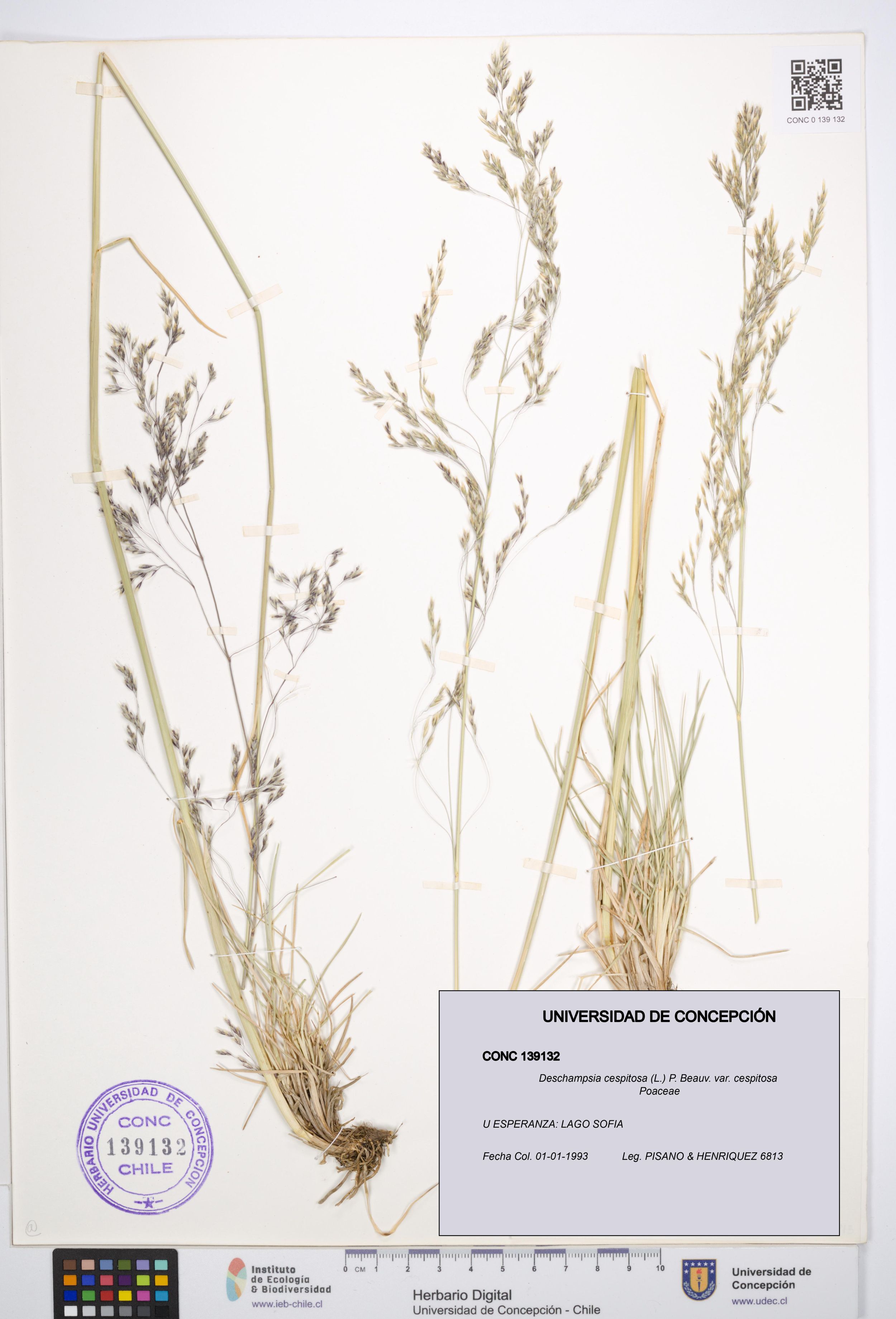 Deschampsia cespitosa var. cespitosa [Espécimen: ]