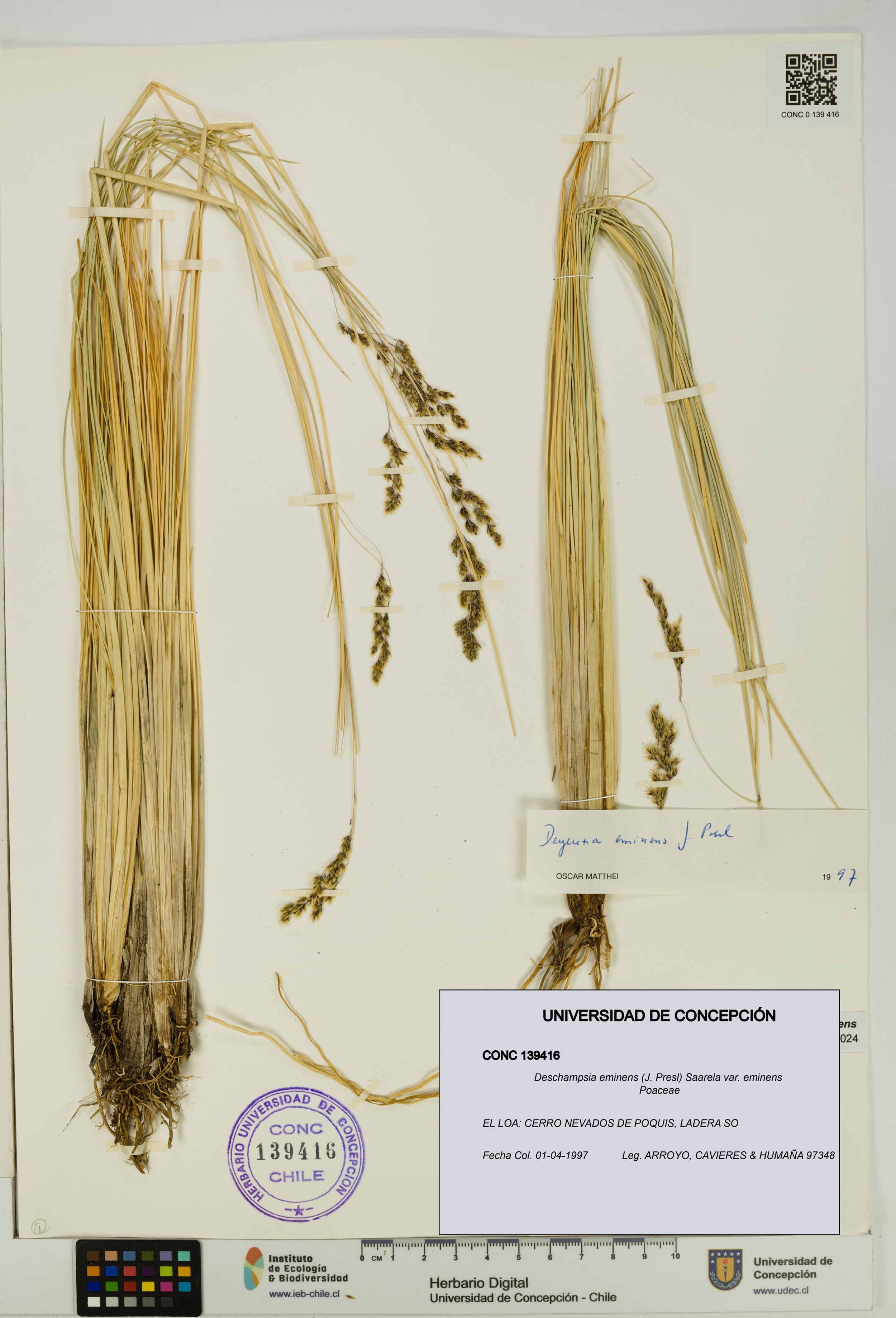 Deschampsia eminens [Espécimen: ]