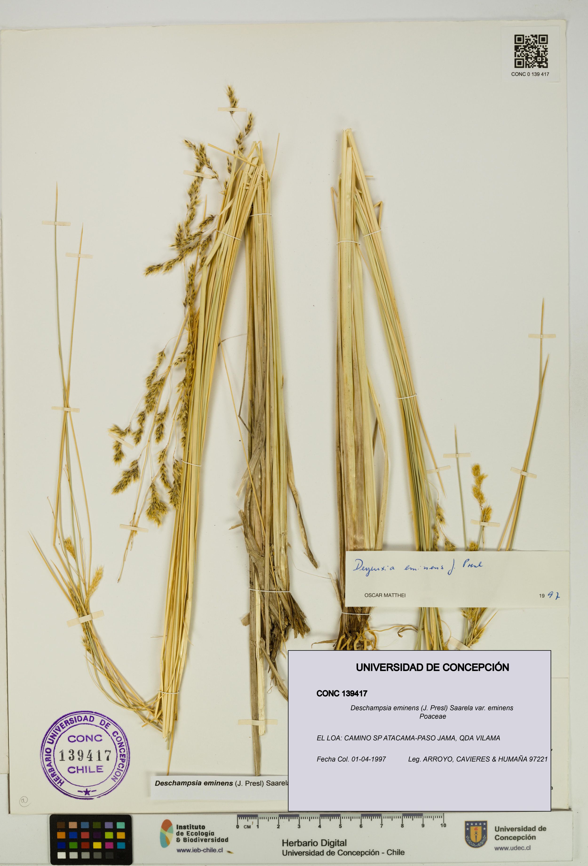 Deschampsia eminens [Espécimen: ]