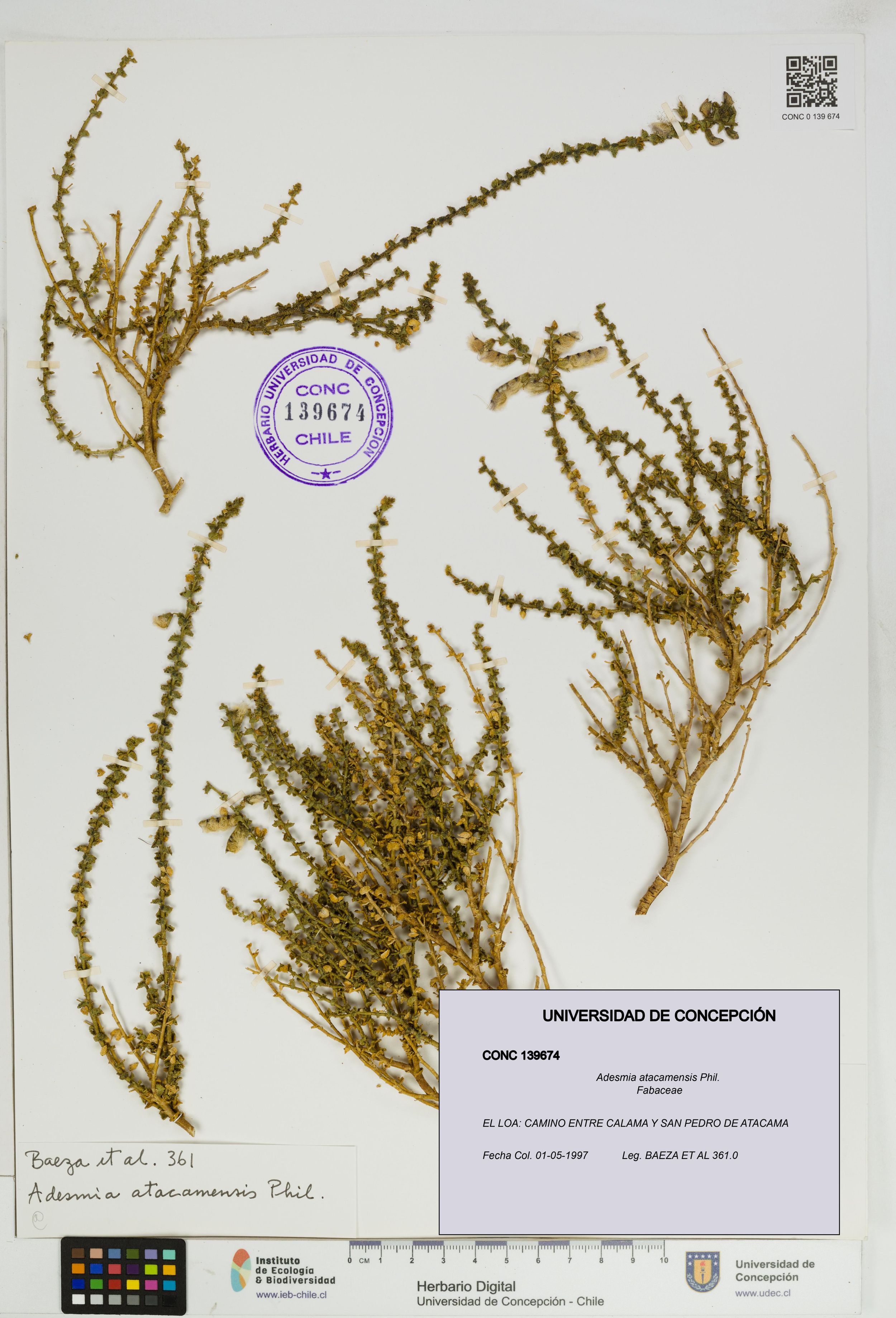 Adesmia atacamensis [Espécimen: ]