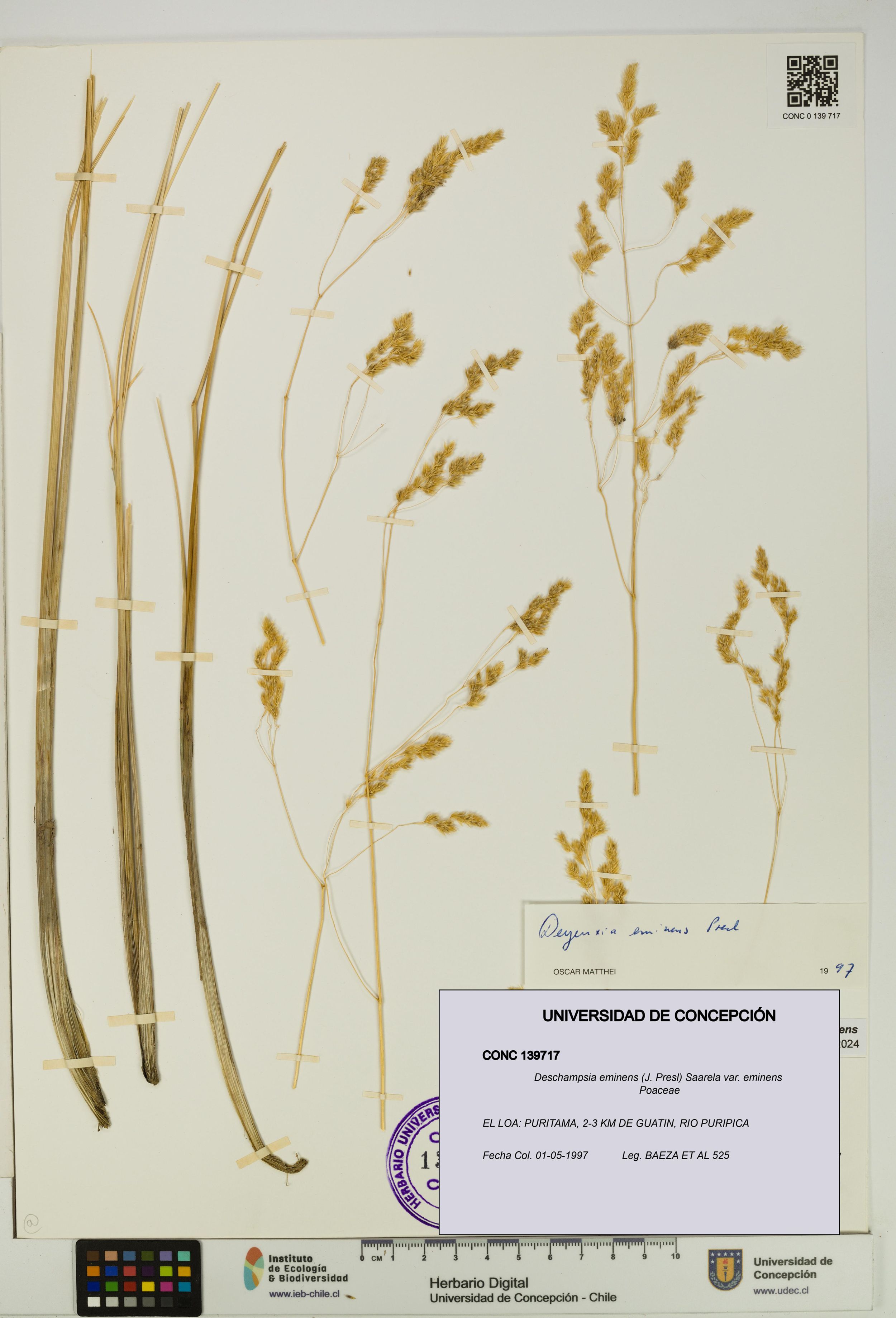 Deschampsia eminens [Espécimen: ]