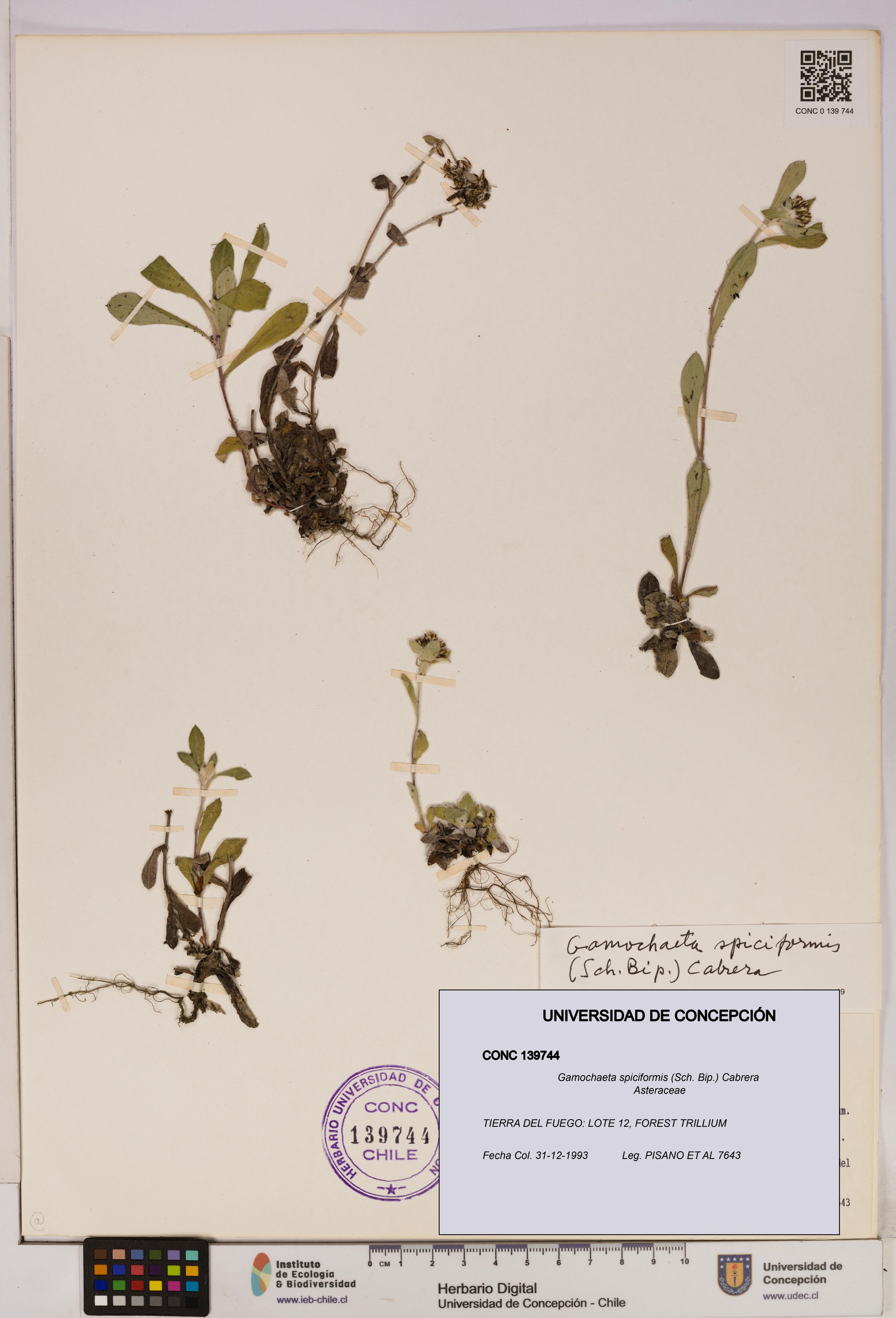 Gamochaeta spiciformis [Espécimen: ]