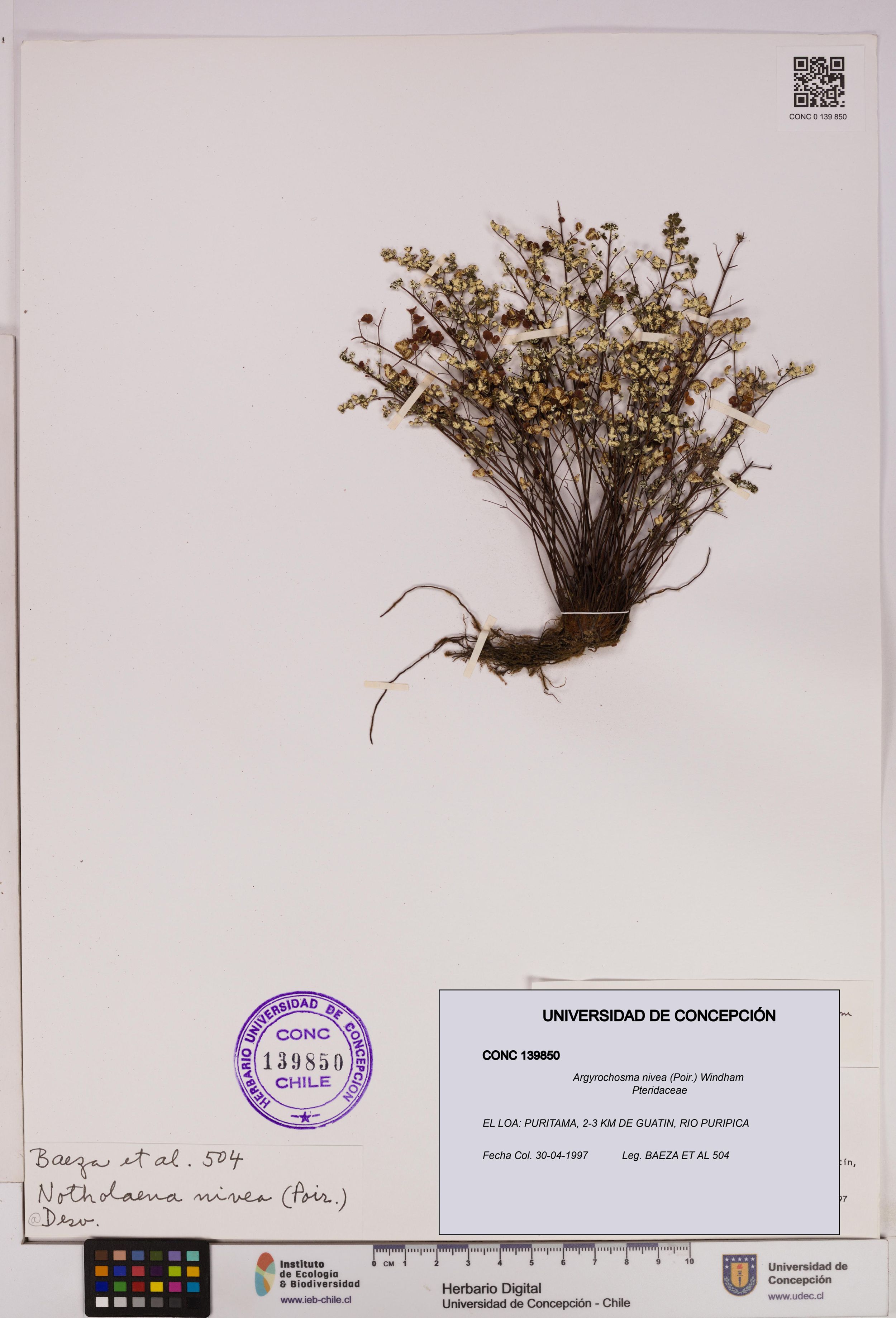 Argyrochosma nivea [Espécimen: ]