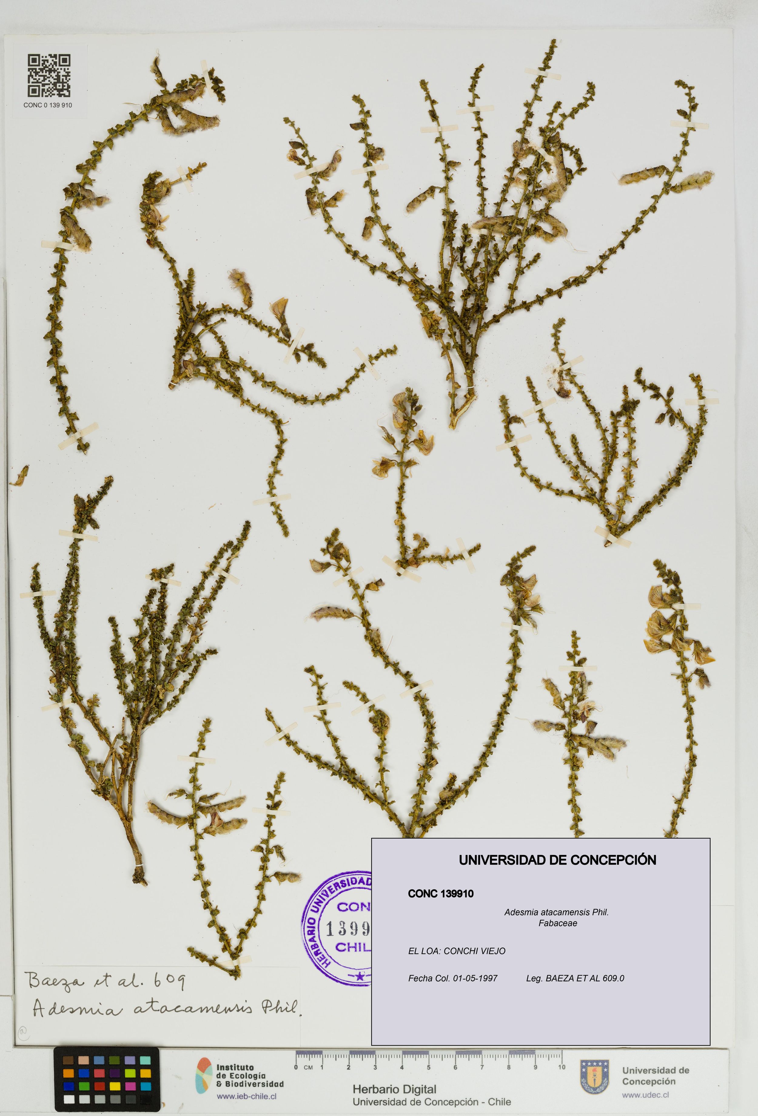 Adesmia atacamensis [Espécimen: ]