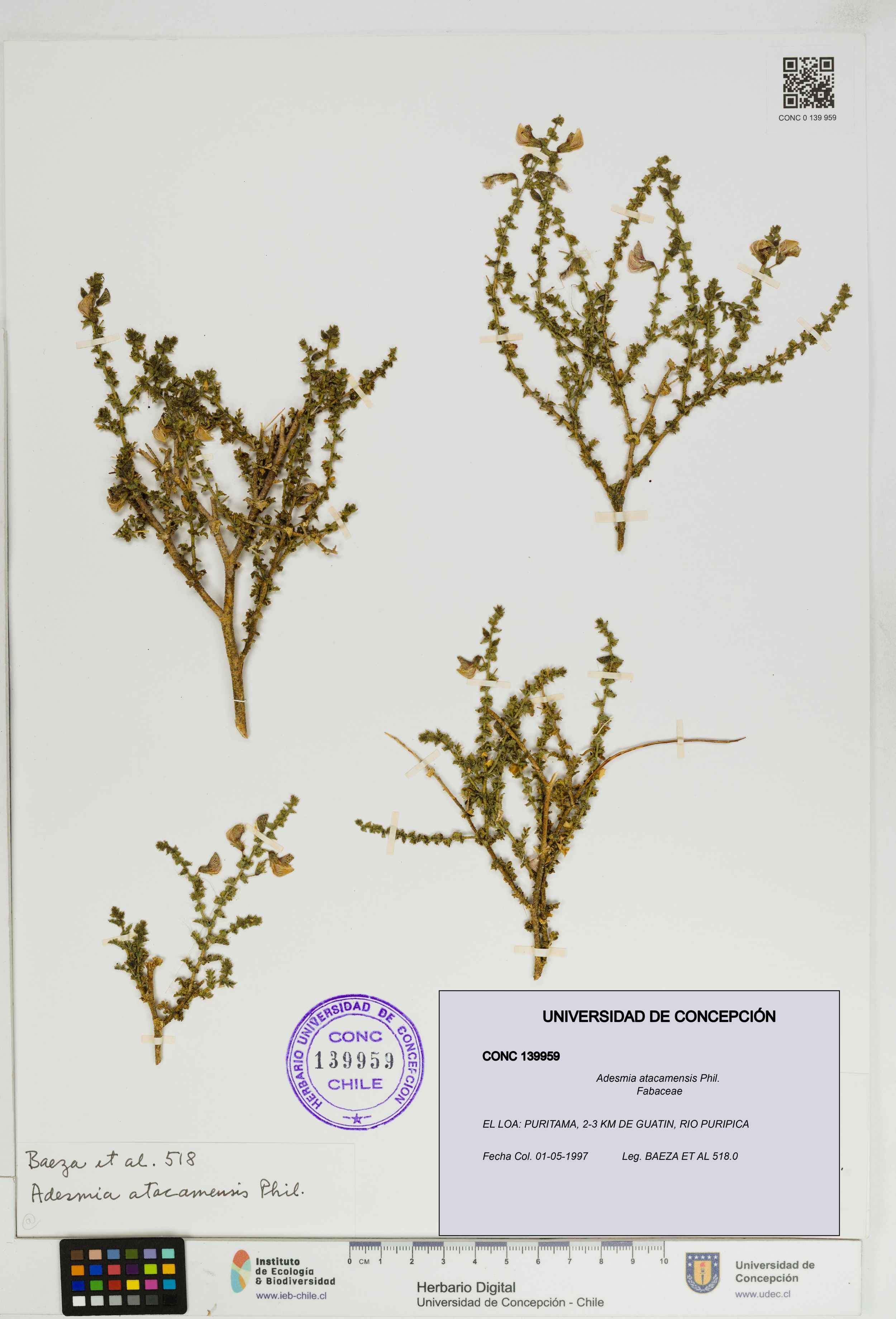 Adesmia atacamensis [Espécimen: ]