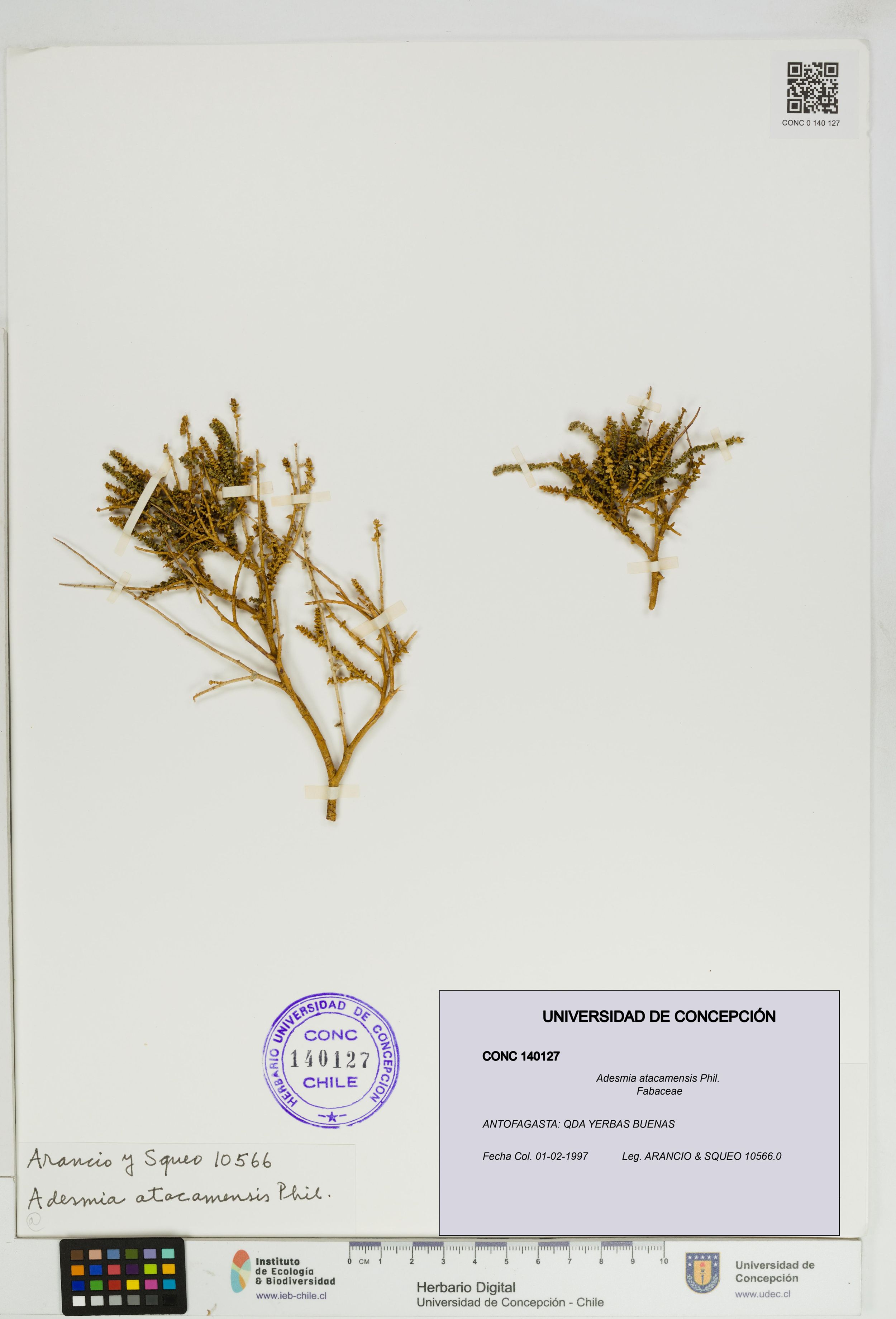 Adesmia atacamensis [Espécimen: ]