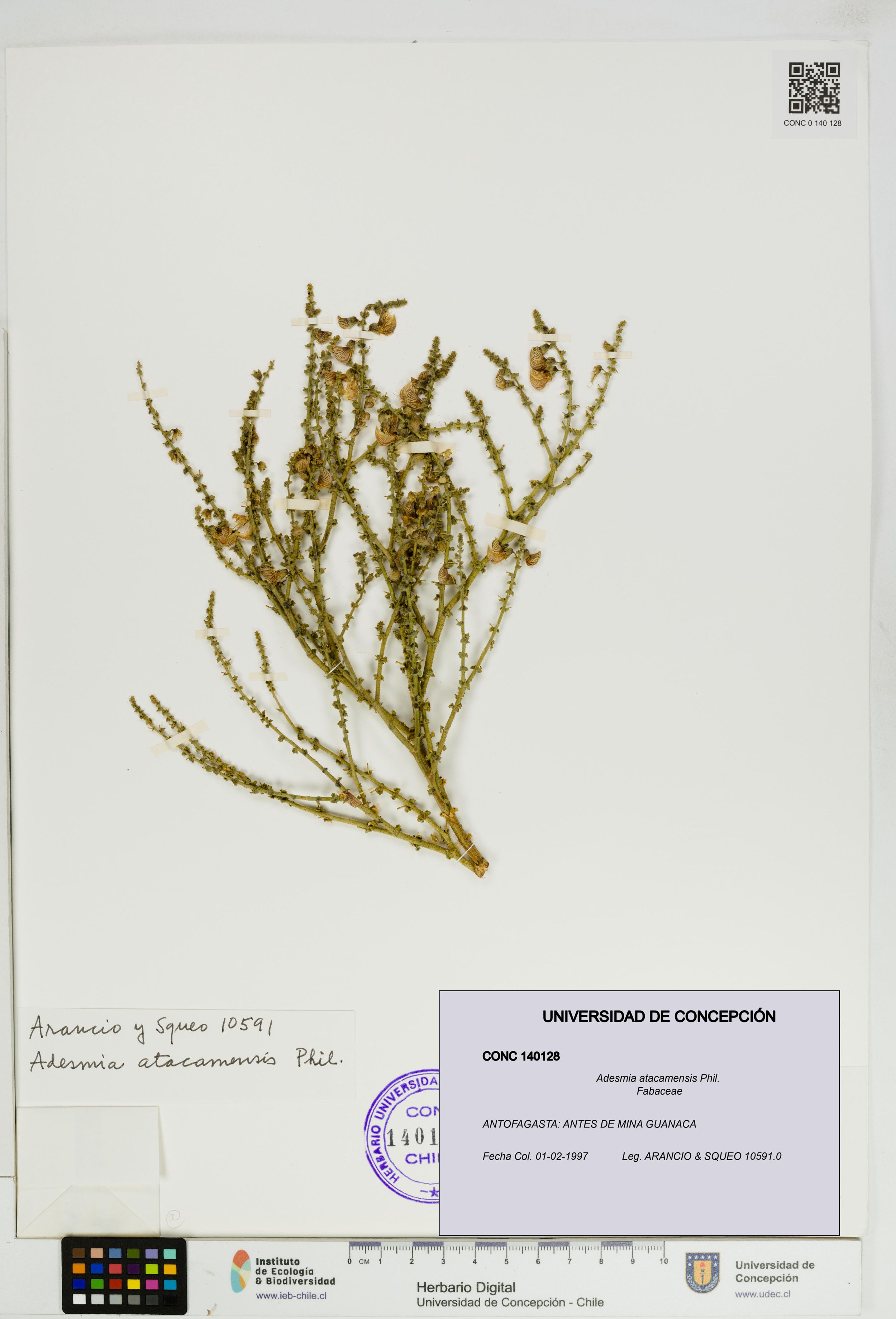 Adesmia atacamensis [Espécimen: ]