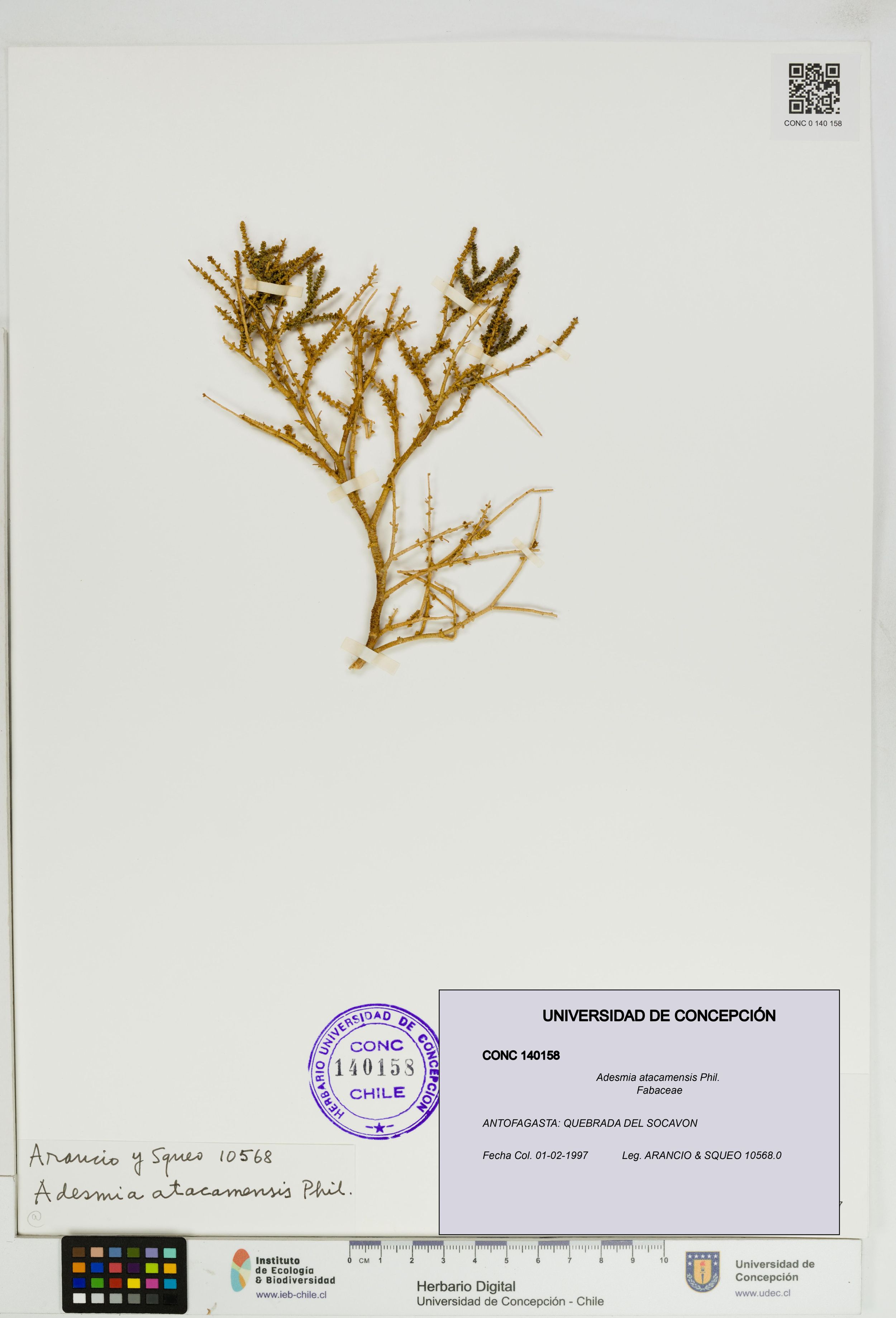Adesmia atacamensis [Espécimen: ]