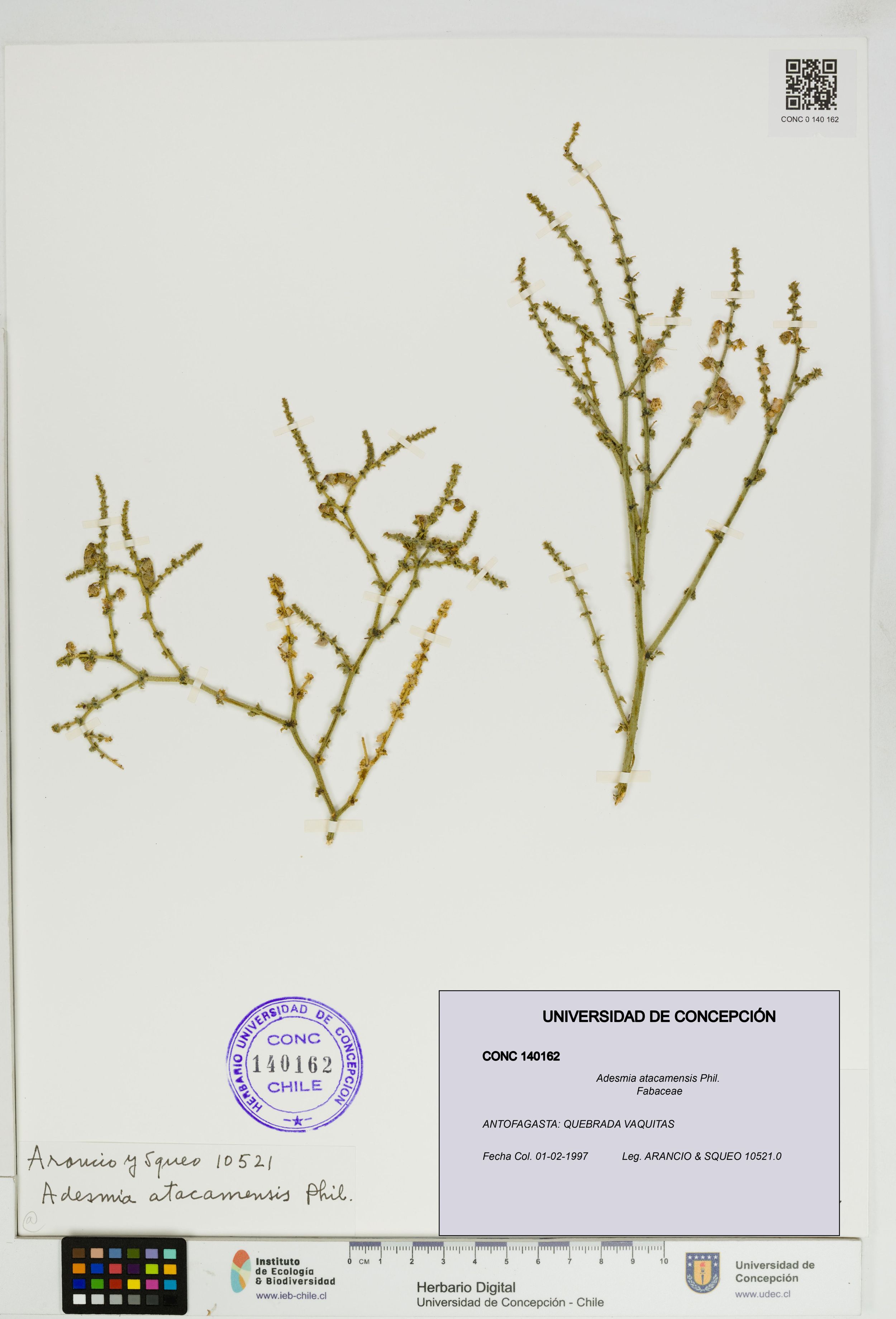 Adesmia atacamensis [Espécimen: ]