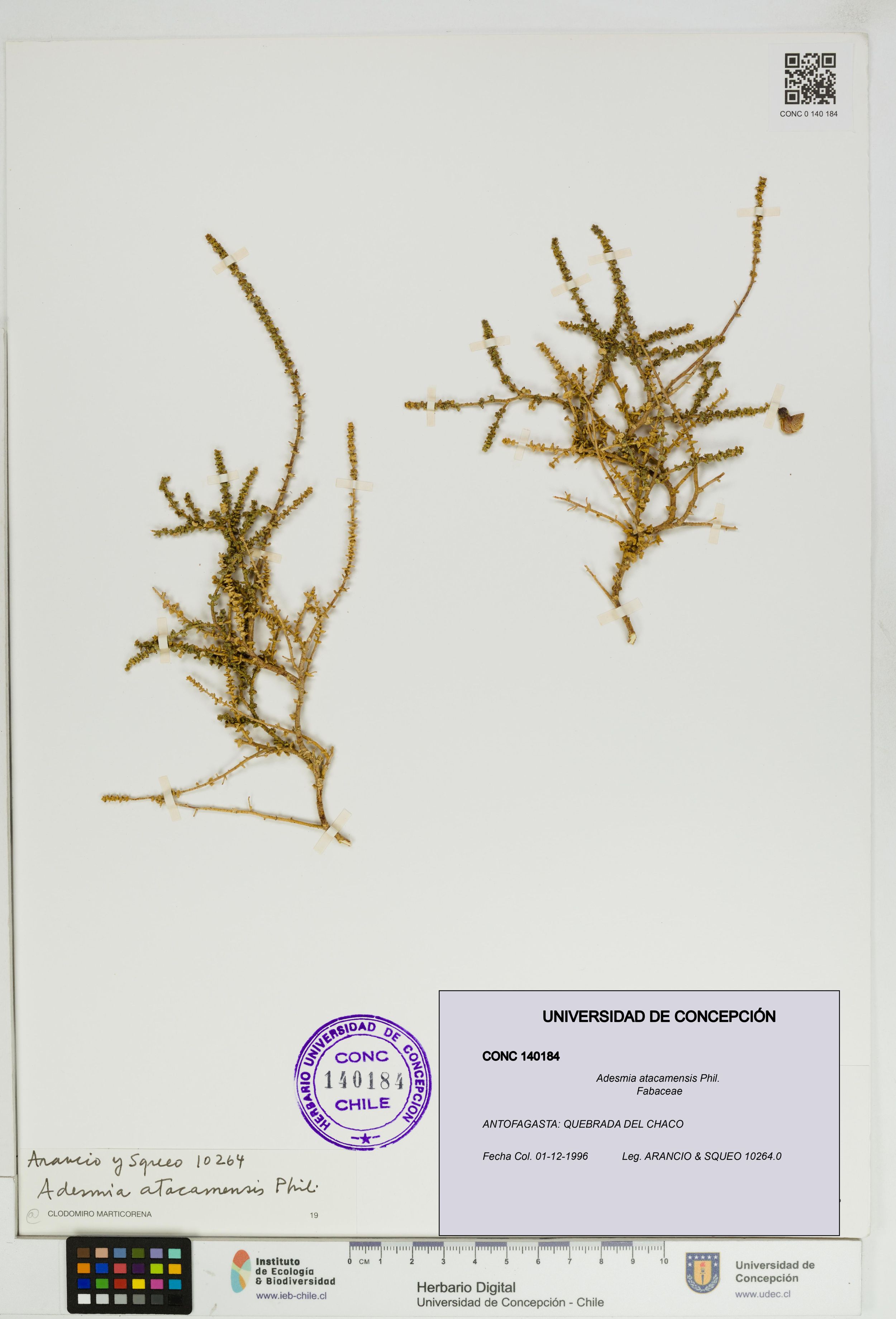 Adesmia atacamensis [Espécimen: ]