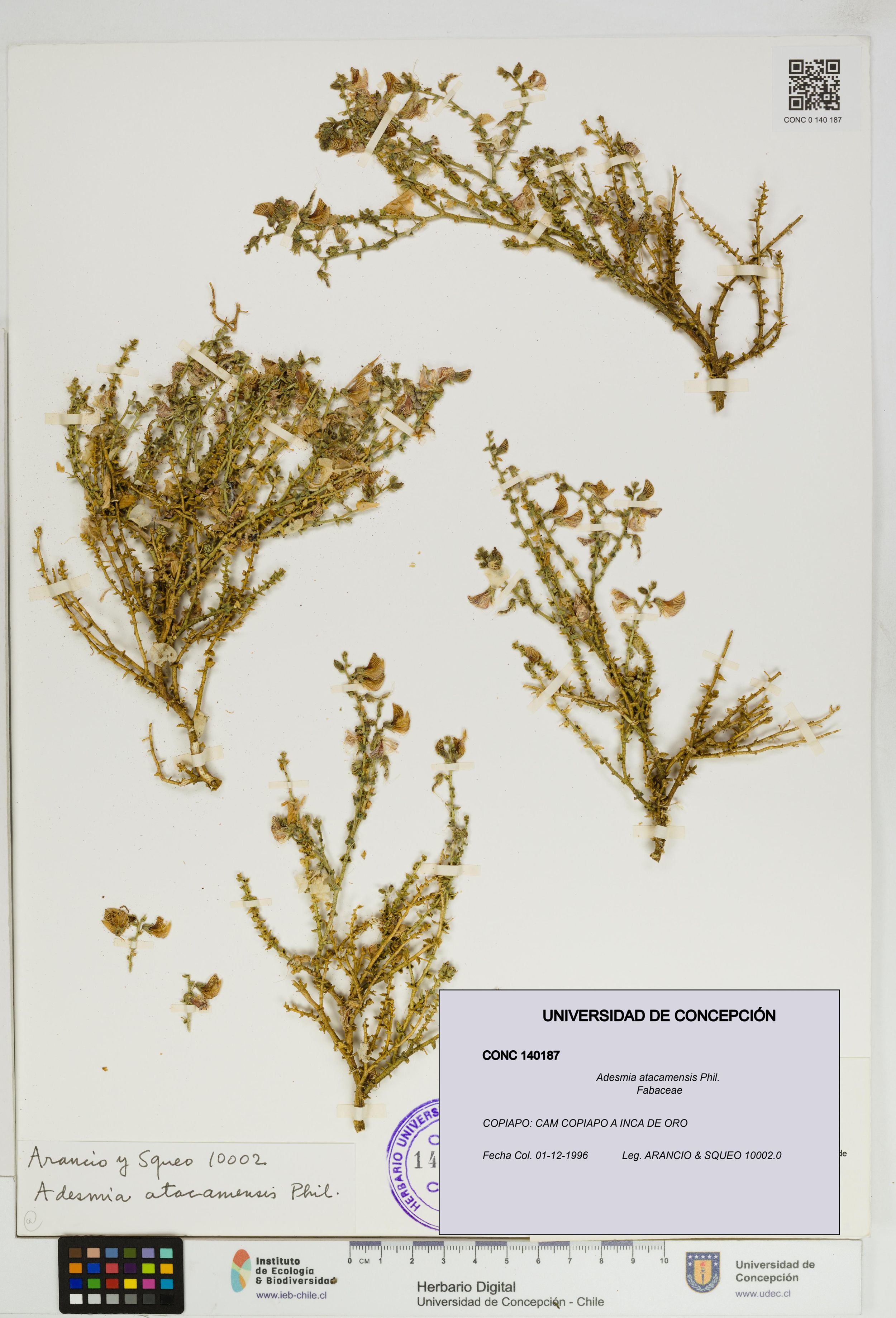 Adesmia atacamensis [Espécimen: ]