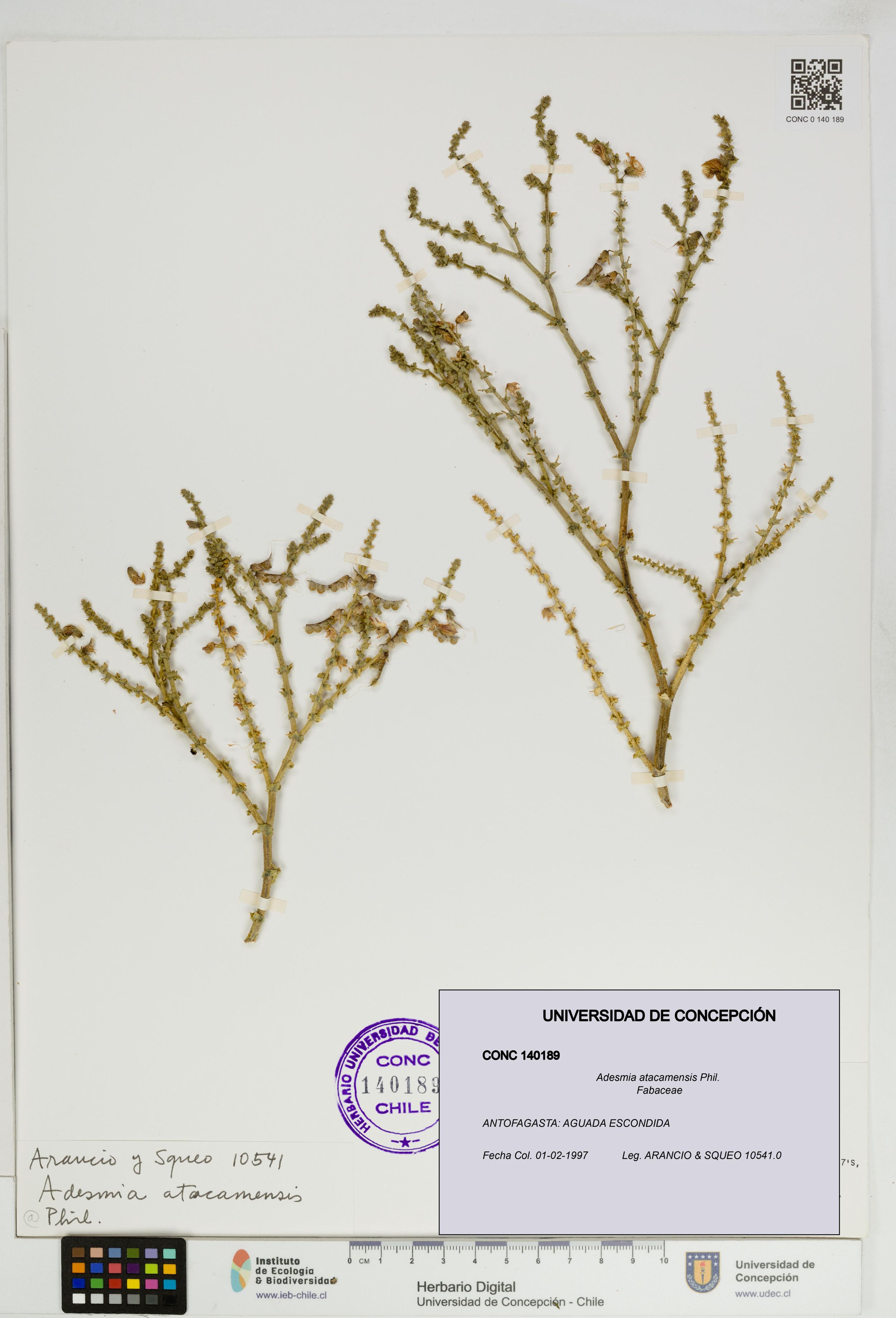 Adesmia atacamensis [Espécimen: ]