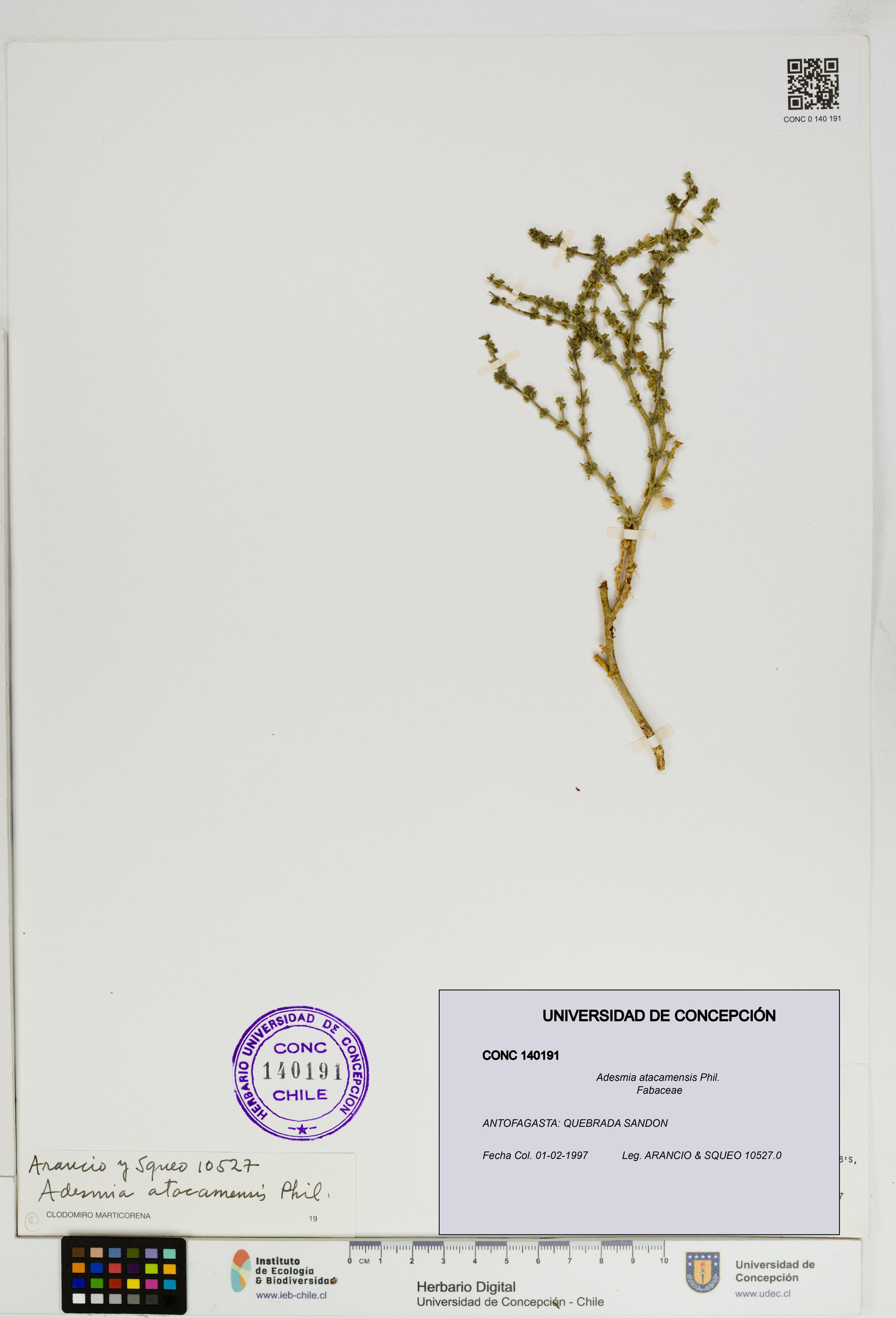 Adesmia atacamensis [Espécimen: ]