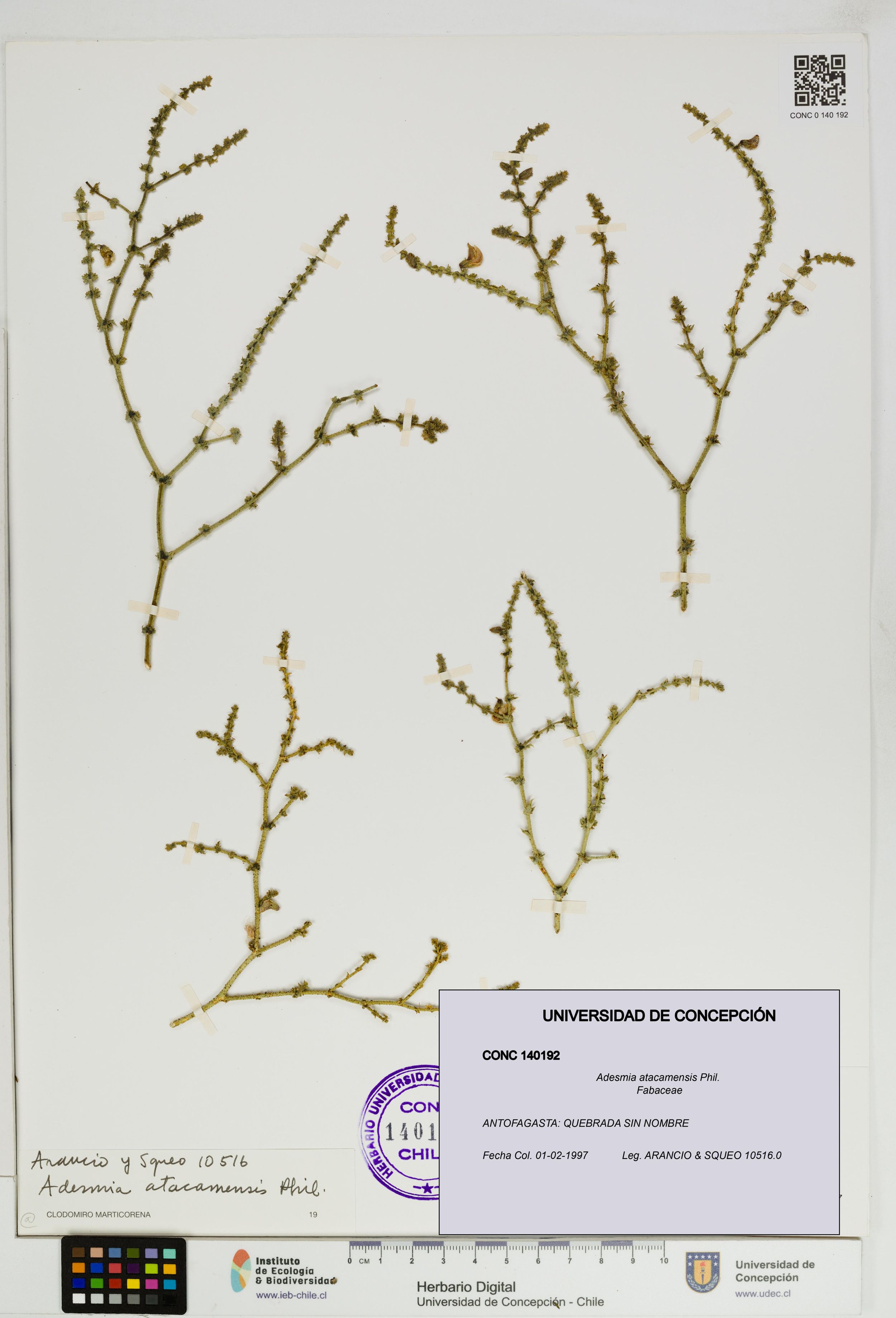 Adesmia atacamensis [Espécimen: ]
