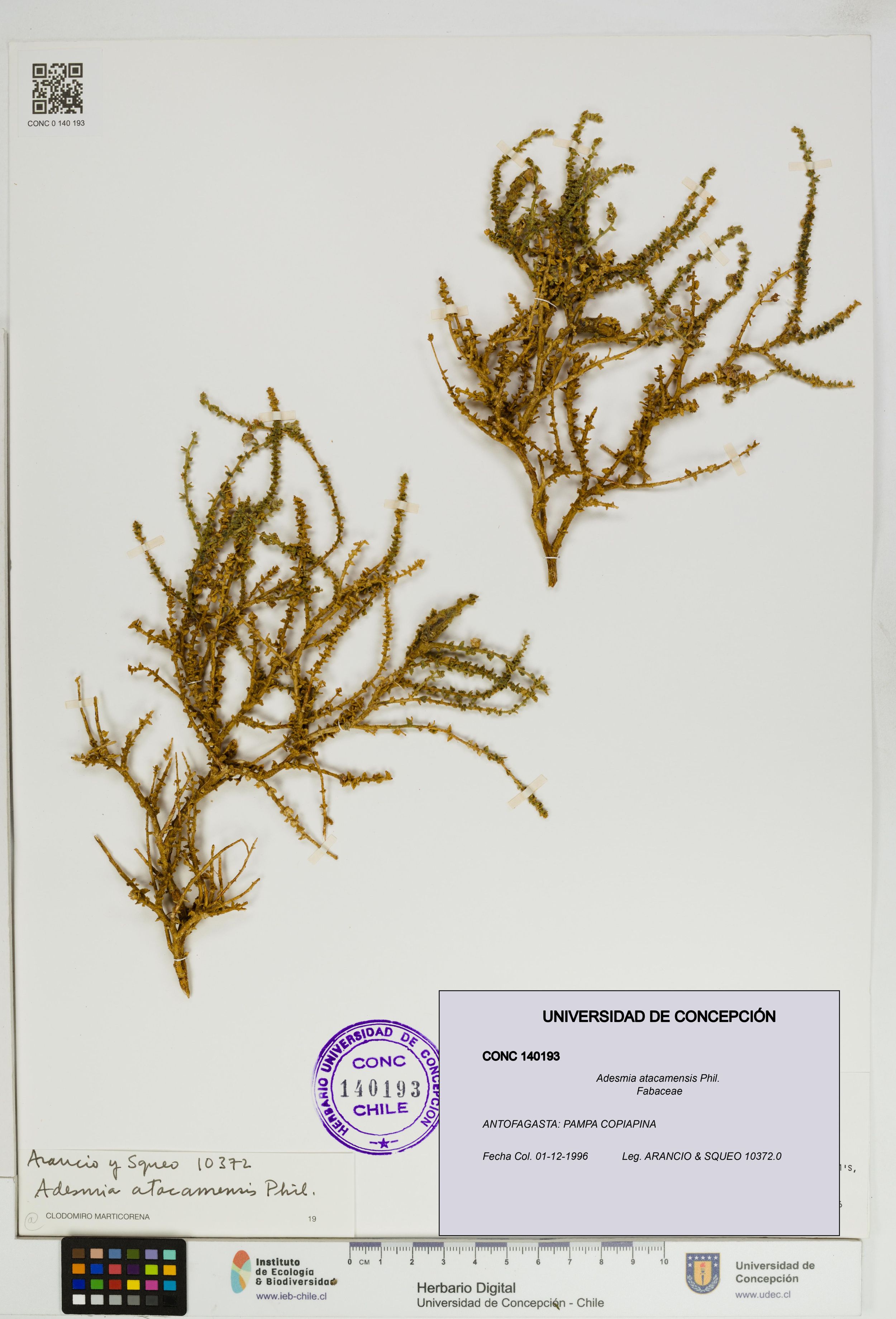 Adesmia atacamensis [Espécimen: ]