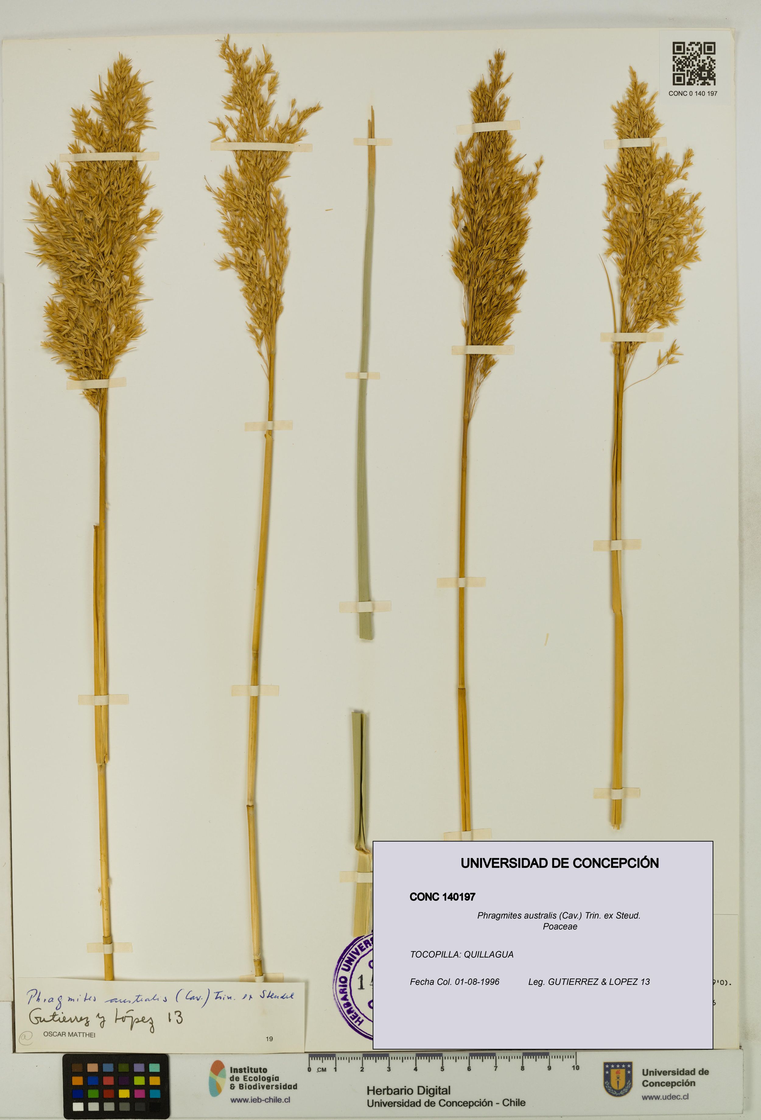 Phragmites australis [Espécimen: ]