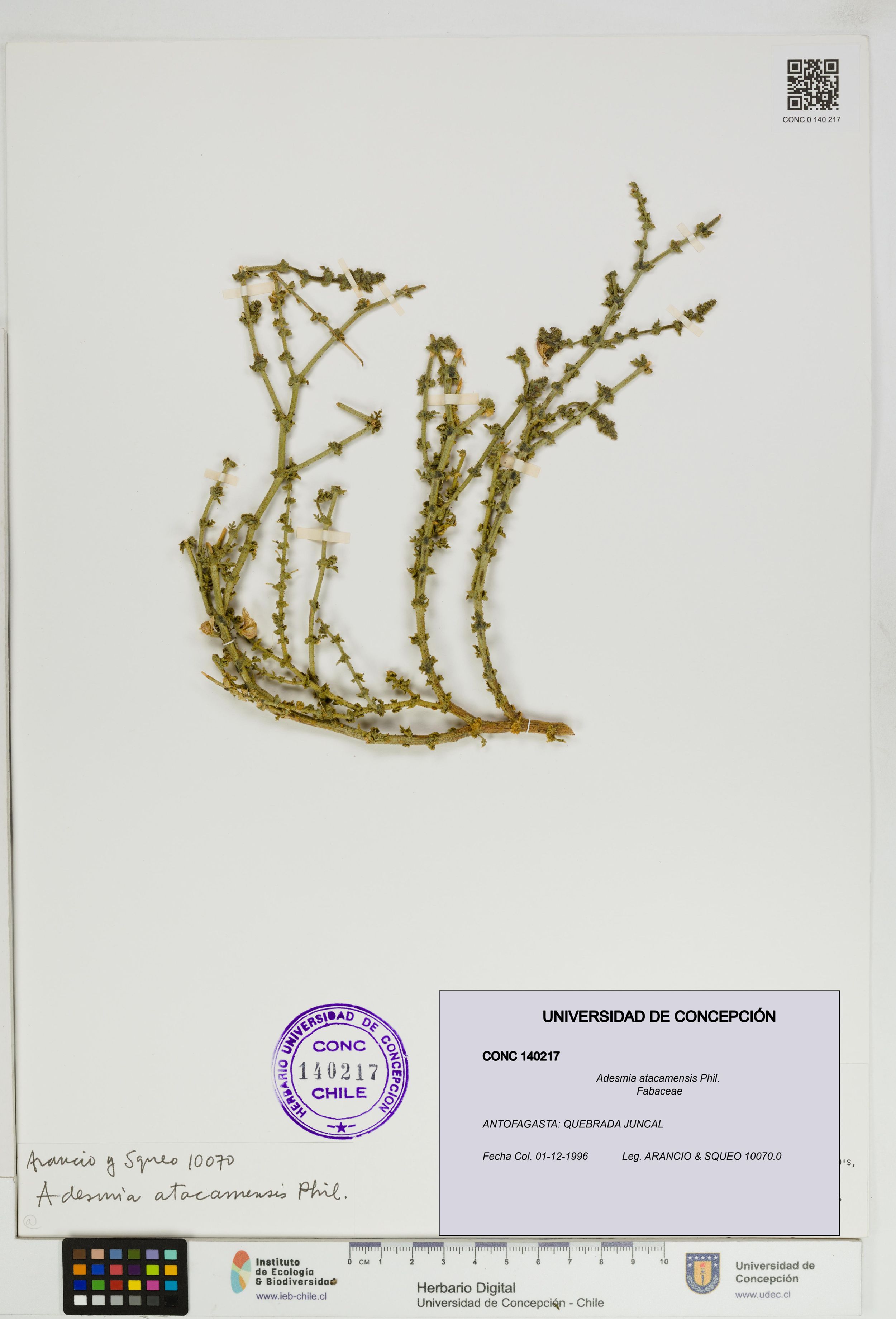 Adesmia atacamensis [Espécimen: ]