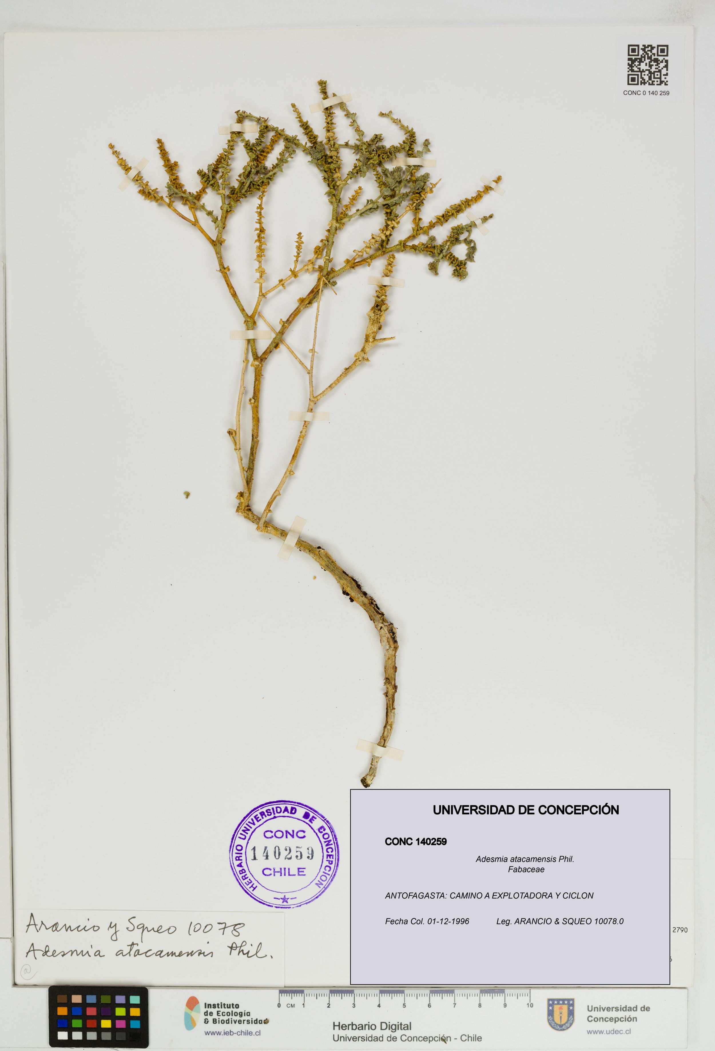 Adesmia atacamensis [Espécimen: ]