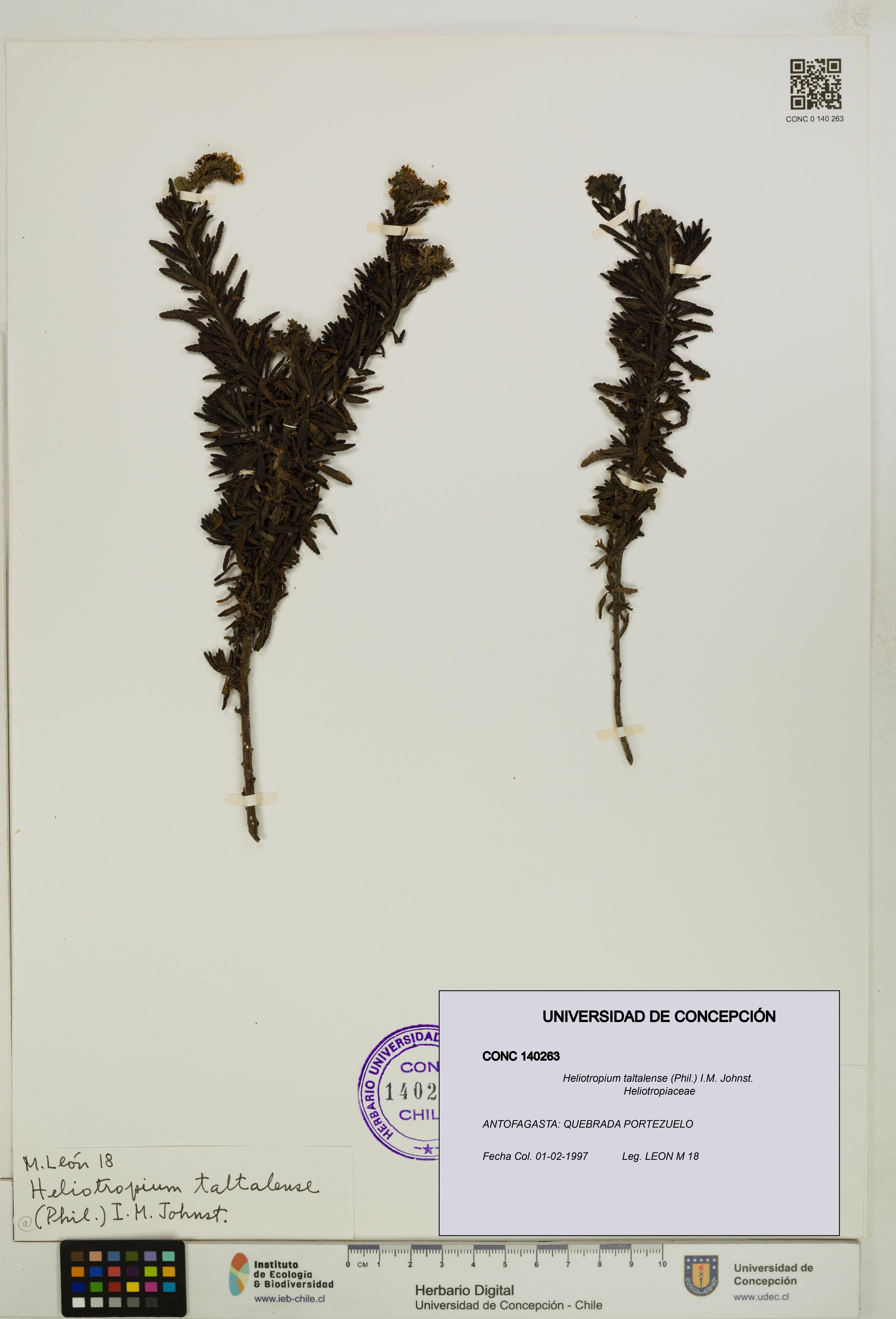 Heliotropium taltalense [Espécimen: ]