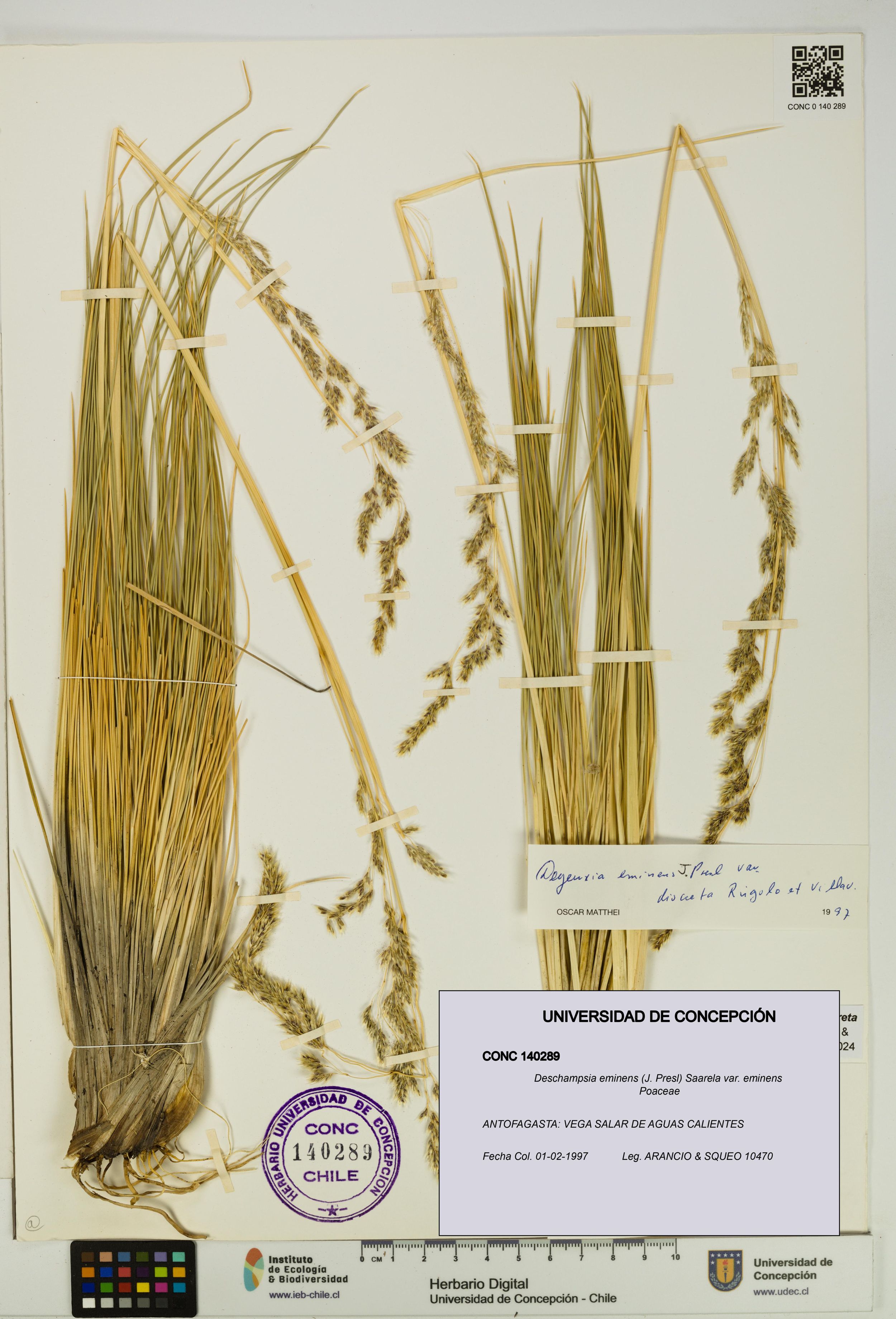 Deschampsia eminens [Espécimen: ]