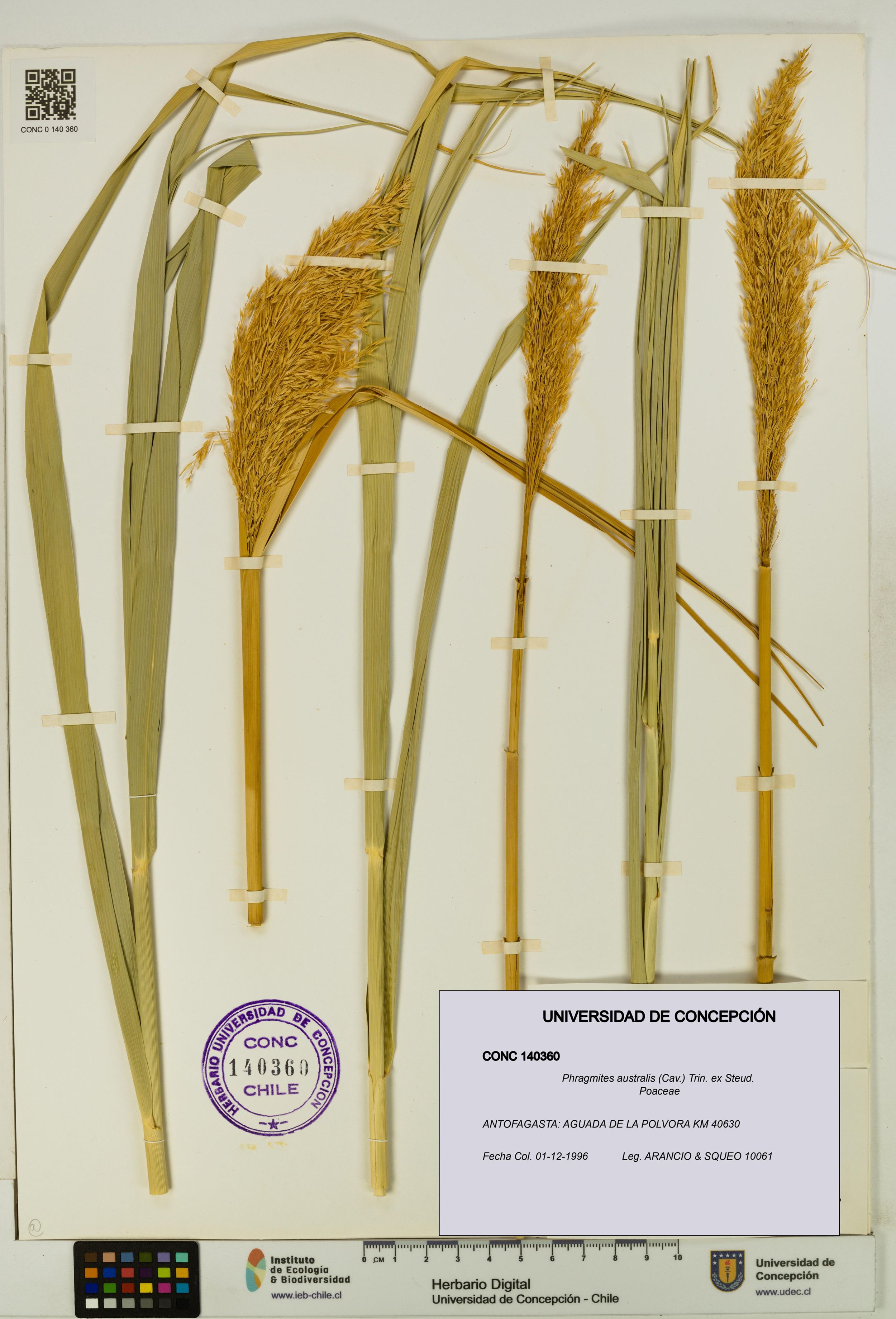 Phragmites australis [Espécimen: ]