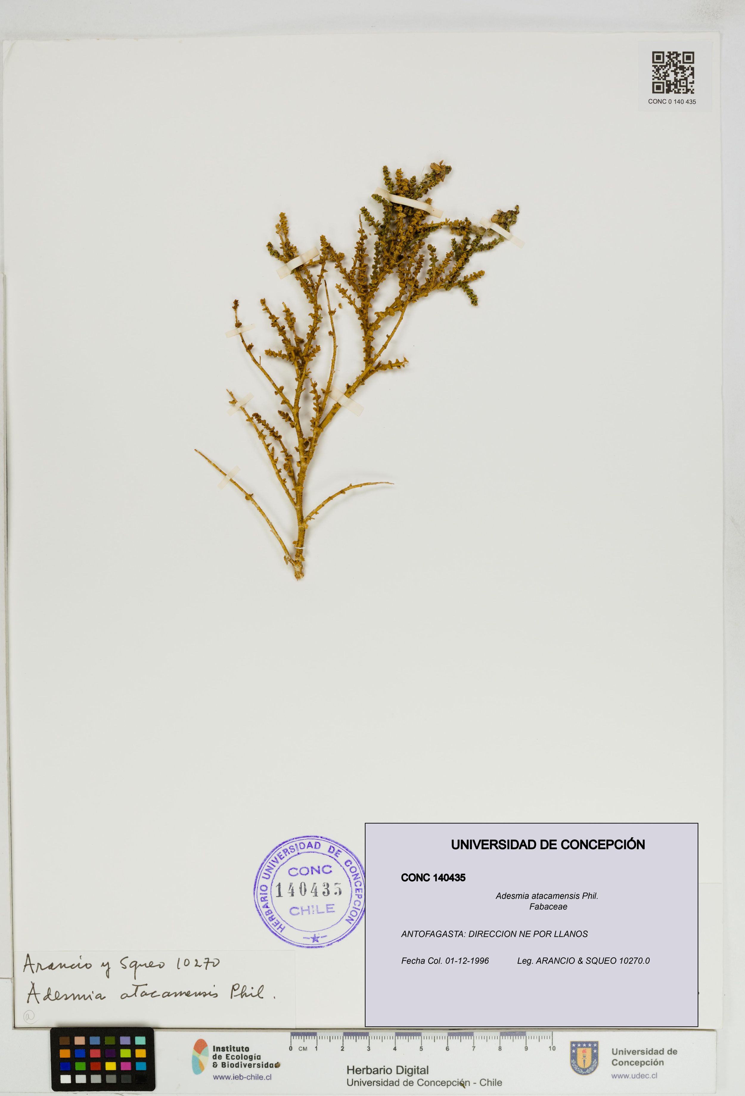 Adesmia atacamensis [Espécimen: ]
